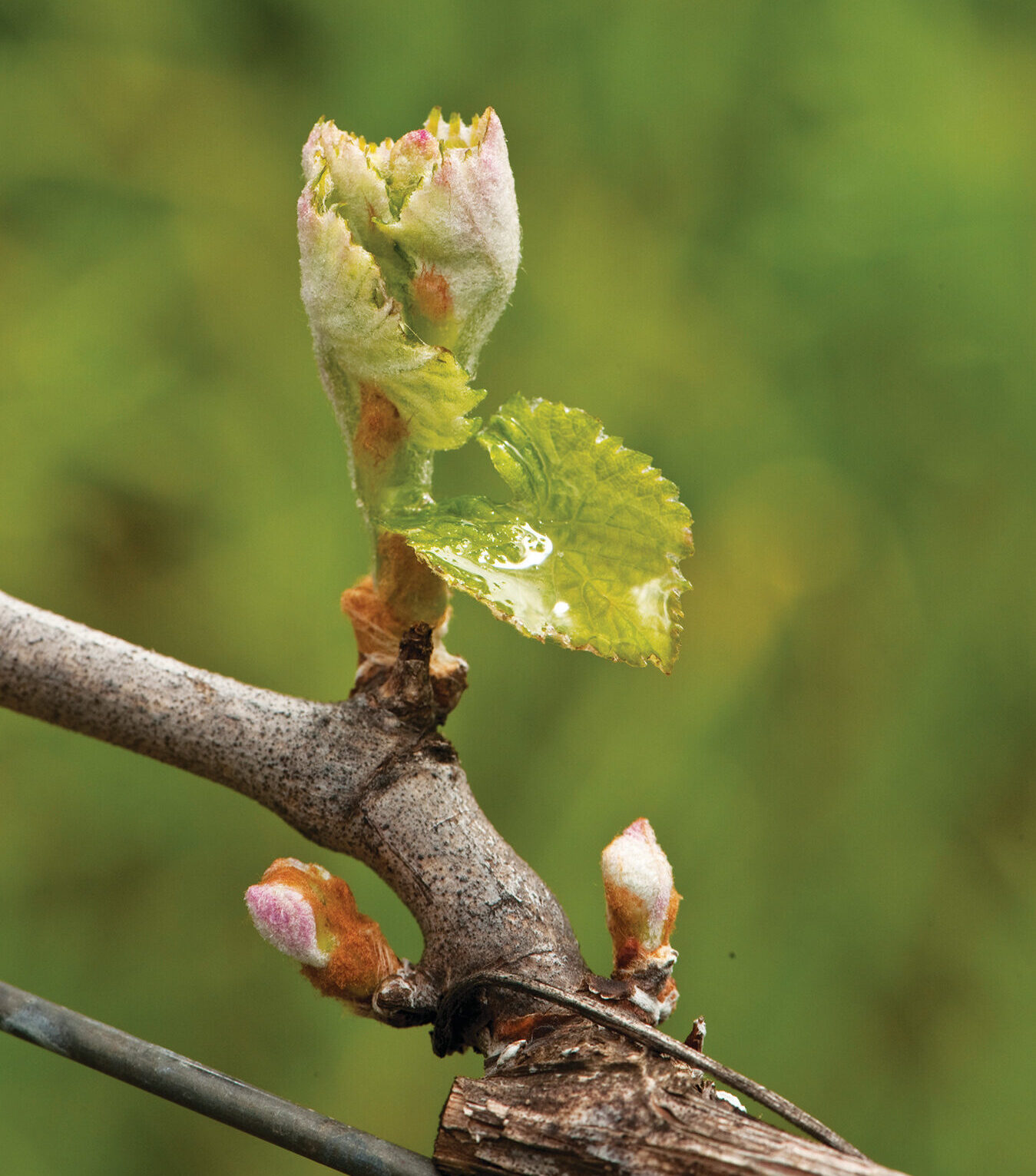 vineyard spring bud break