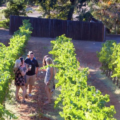 Alexander Valley Vineyards Sustainable Vineyard Hikes