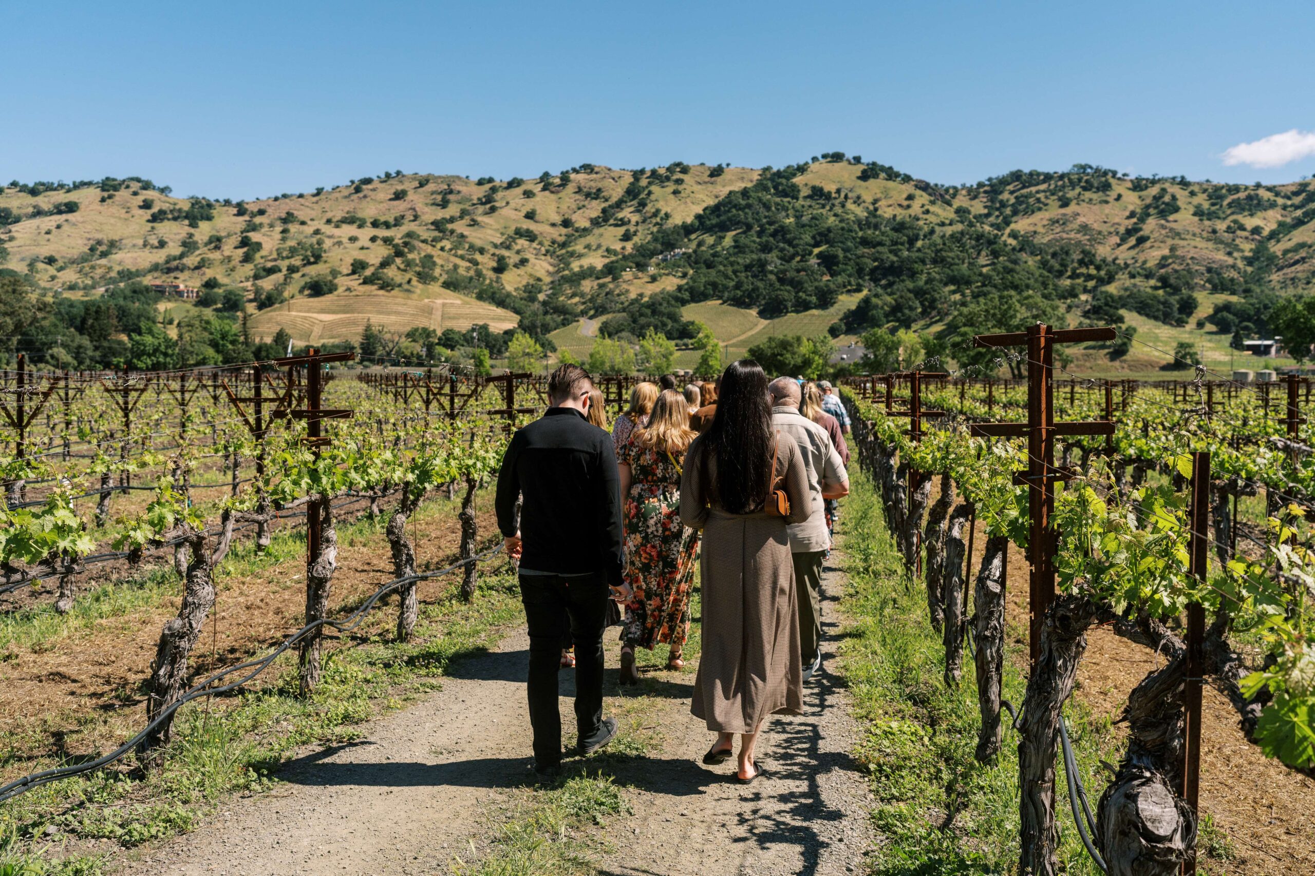 Morning Walk in the Vineyard