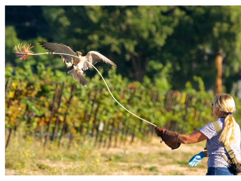 Falconry and Wine Tasting Experience