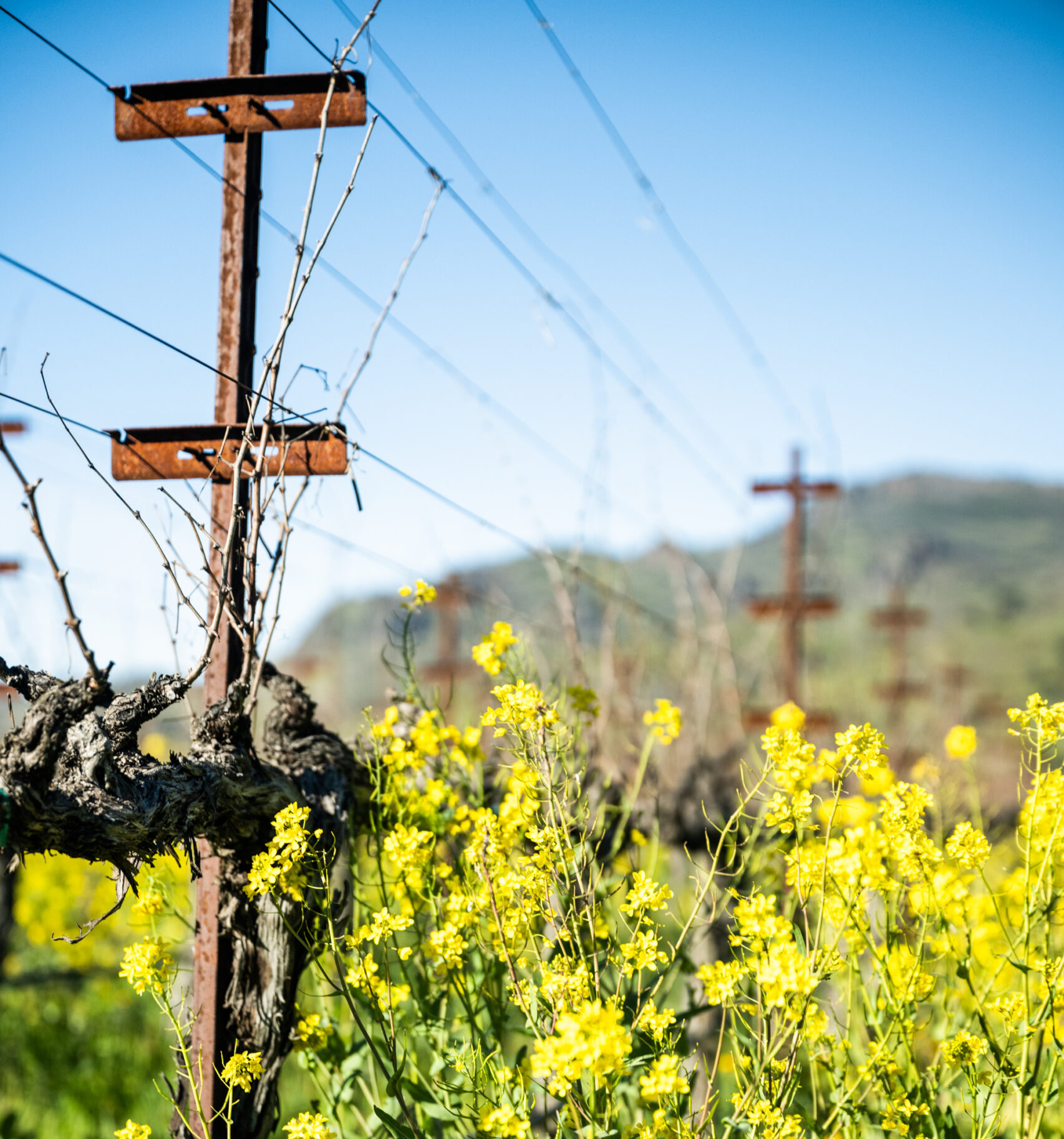 napa valley