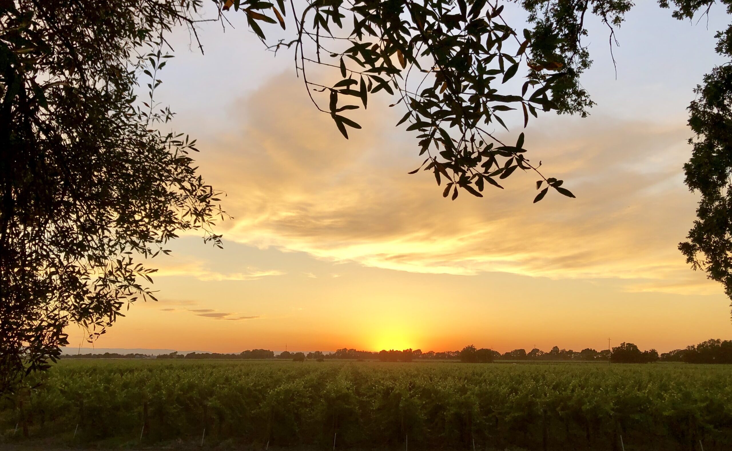 sacramento valley vineyard