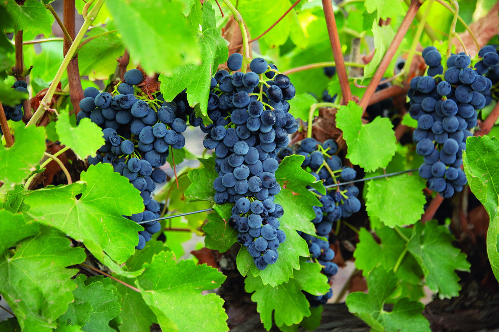 sacramento valley grapes