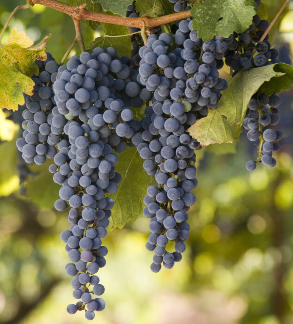 Visit El Dorado County Wineries For Your Next Adventure - Discover ...