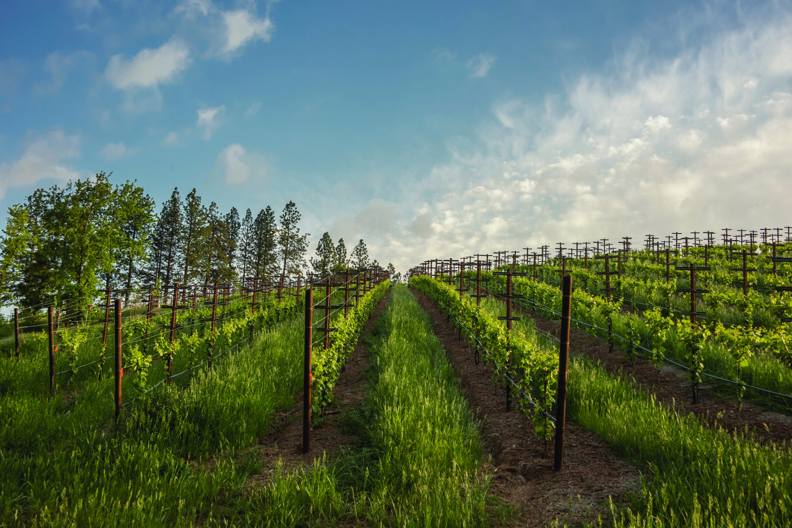 El dorado vineyard