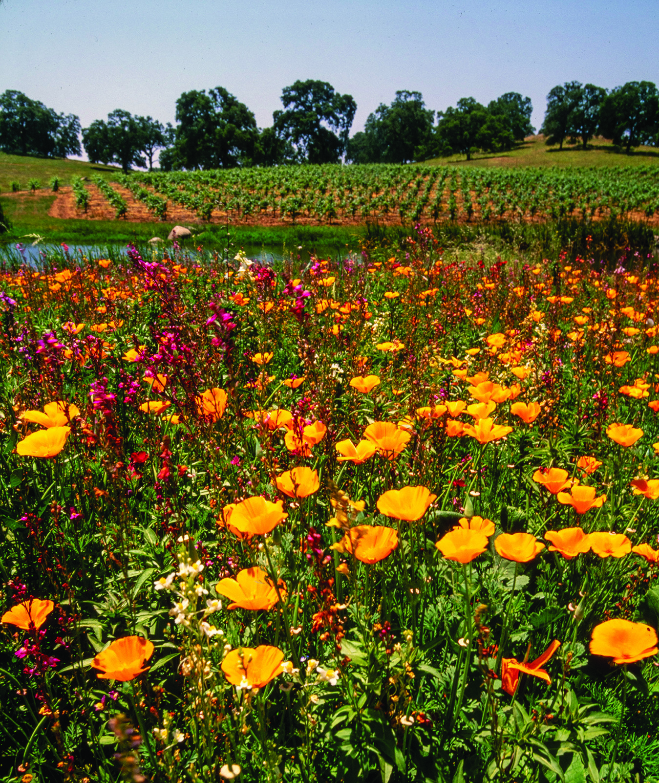 el dorado vineyard with covercrops