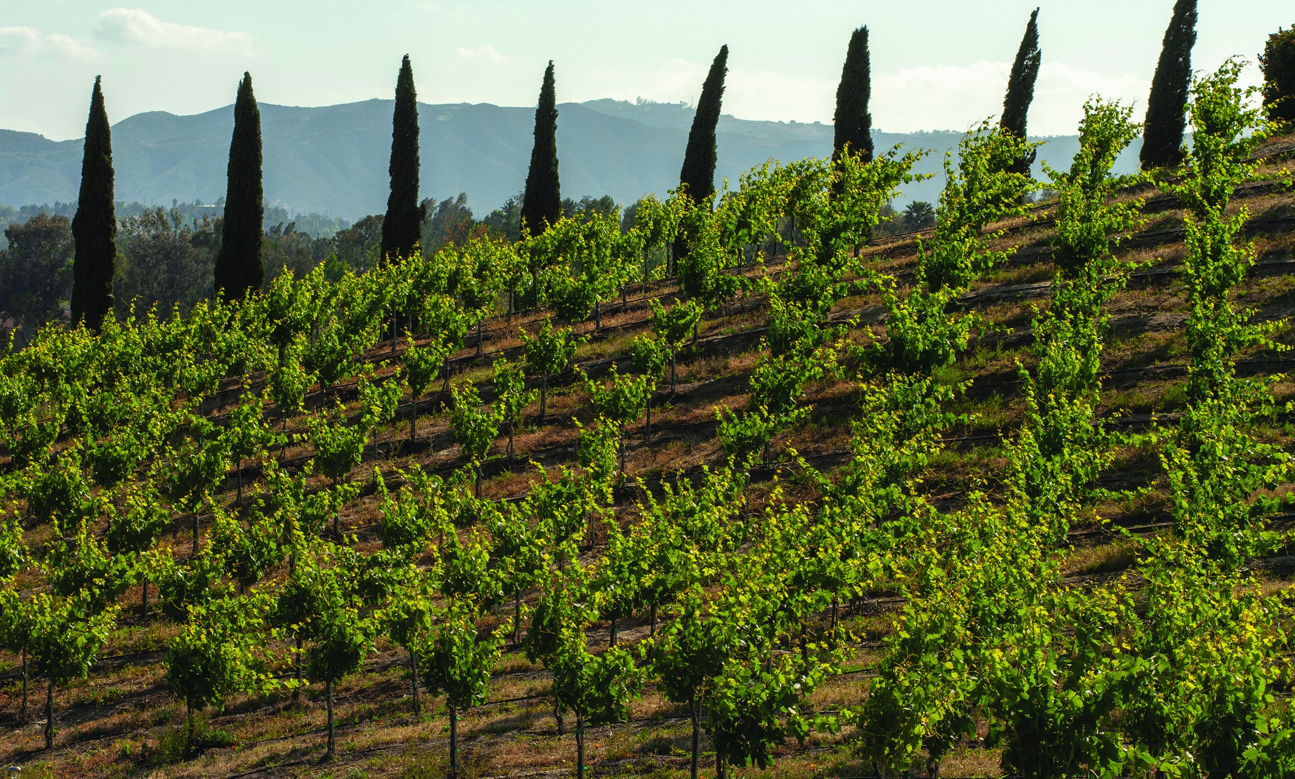 Temecula Valley vineyard