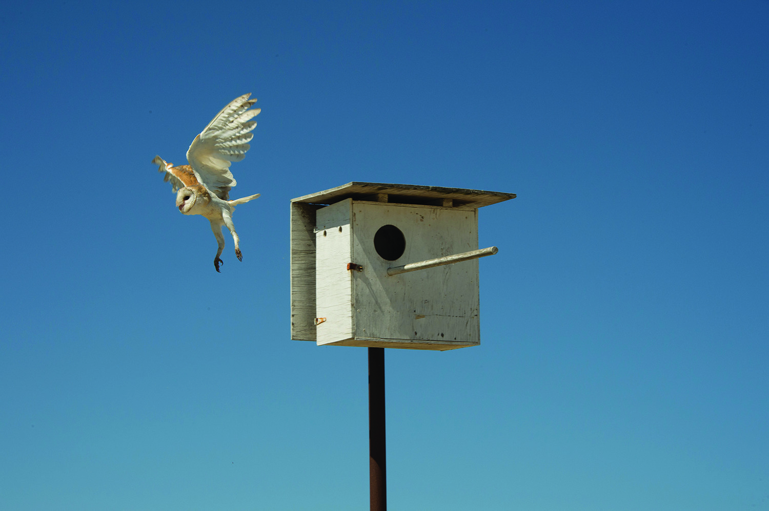 Temecula sustainable vineyard owl box