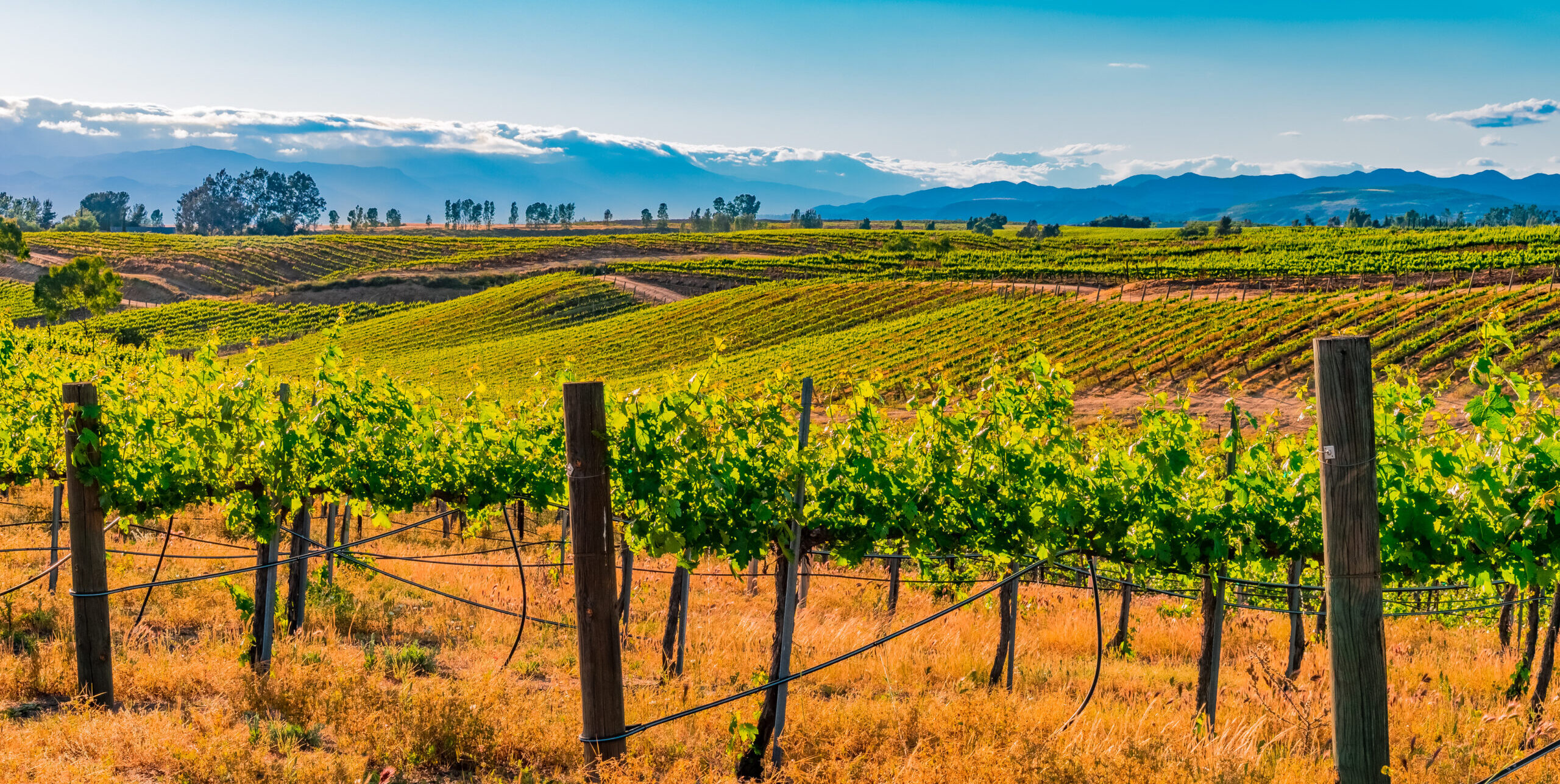 Temecula vineyard in the sun