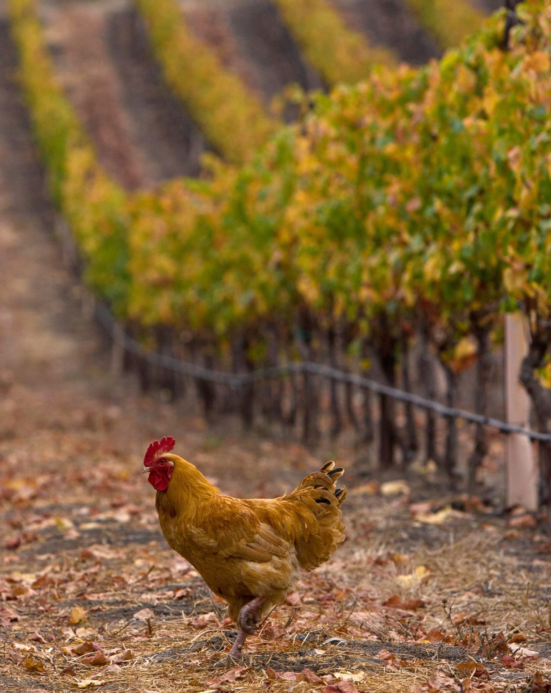 sustainability in vineyard chicken