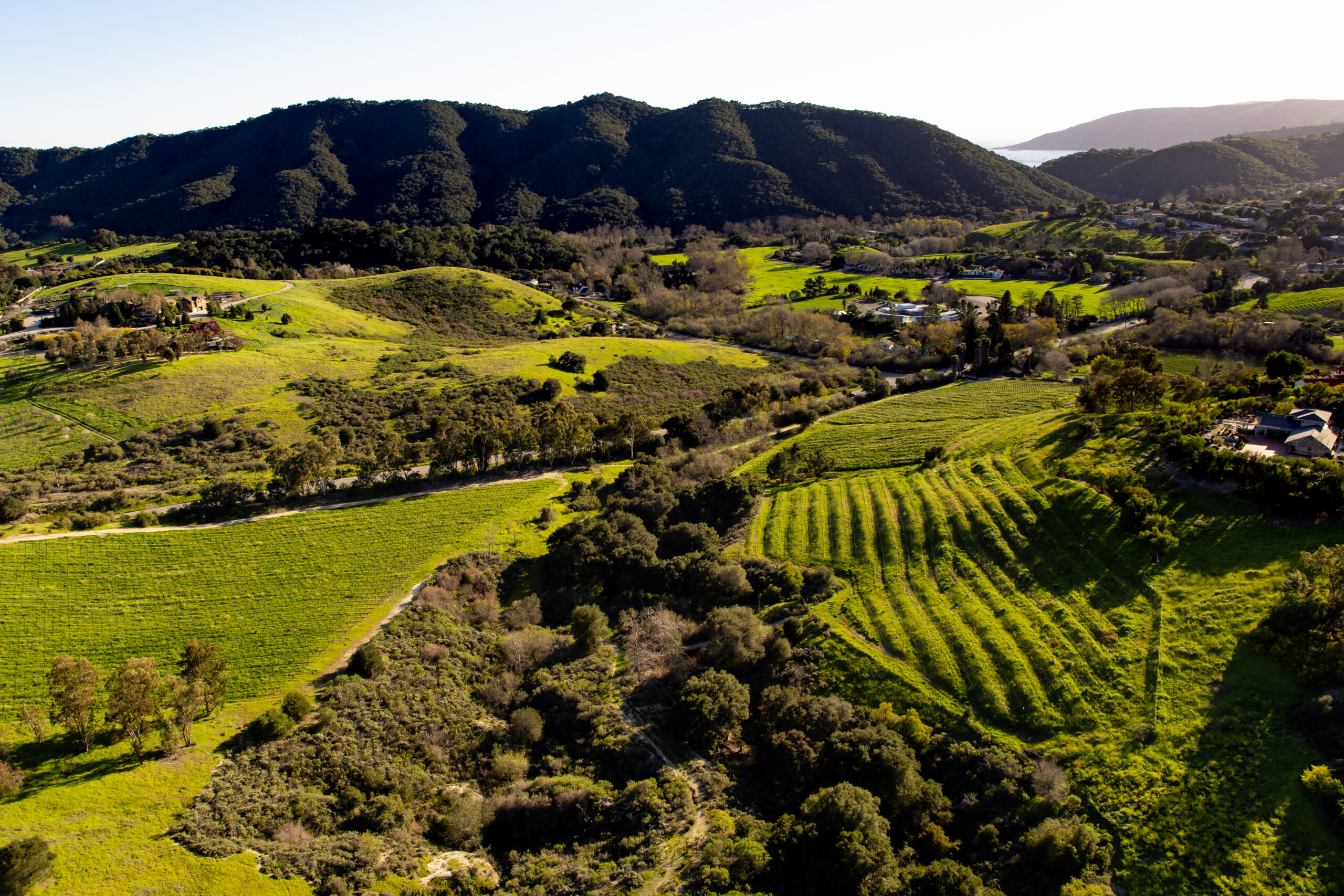 San Luis Obispo Wineries: Your Guide to California’s Central Coast Gem