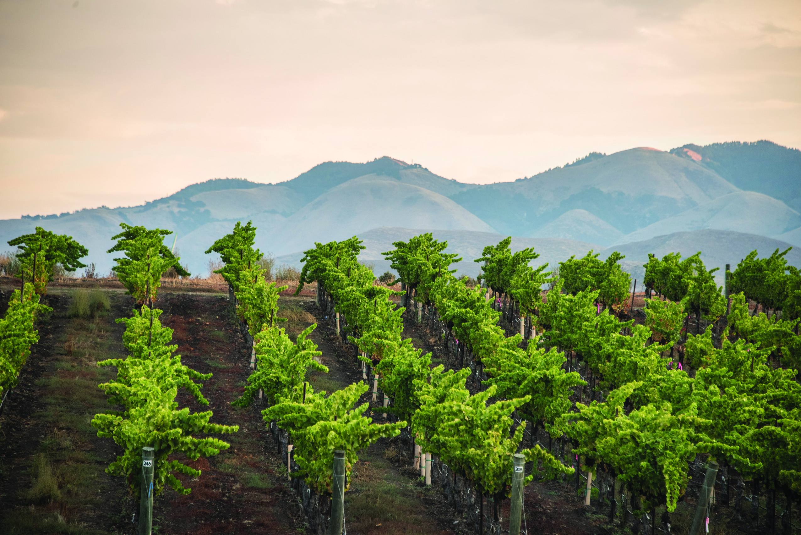 san luis obispo winery