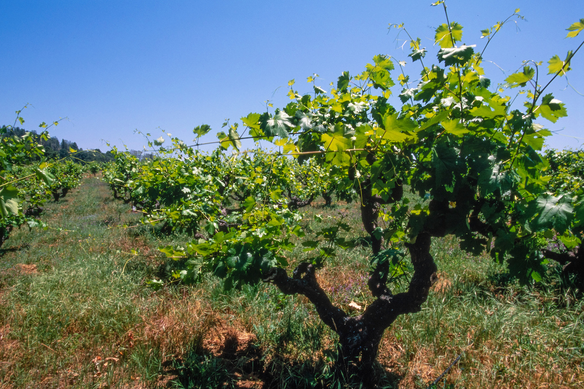 amador vine