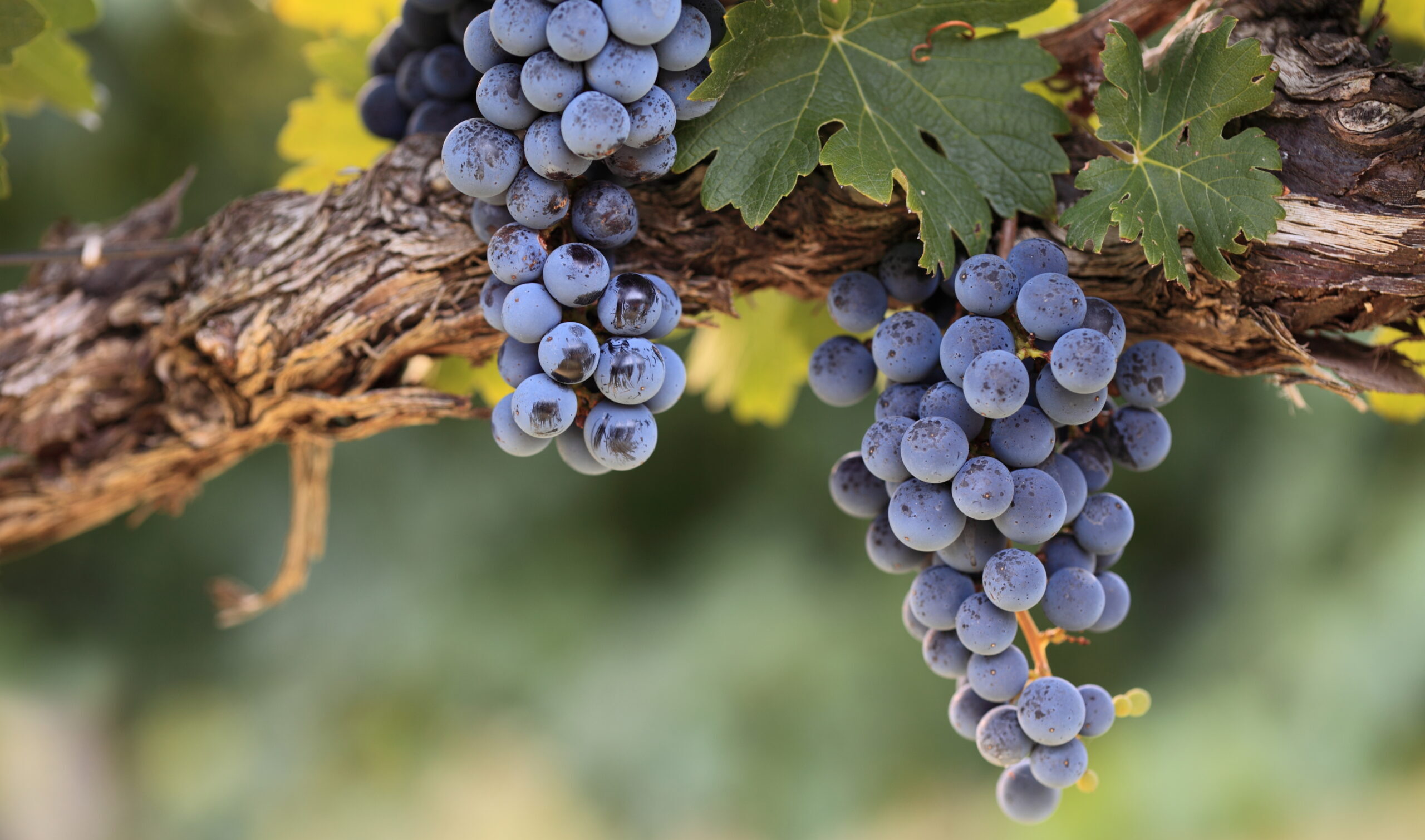 amador grapes on vine