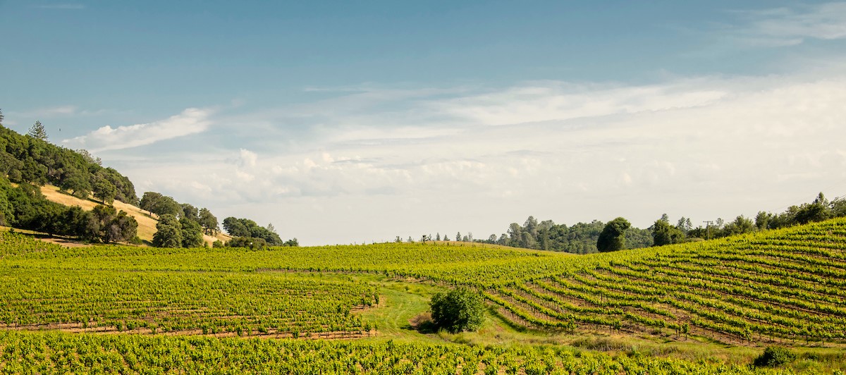 amador county vineyard