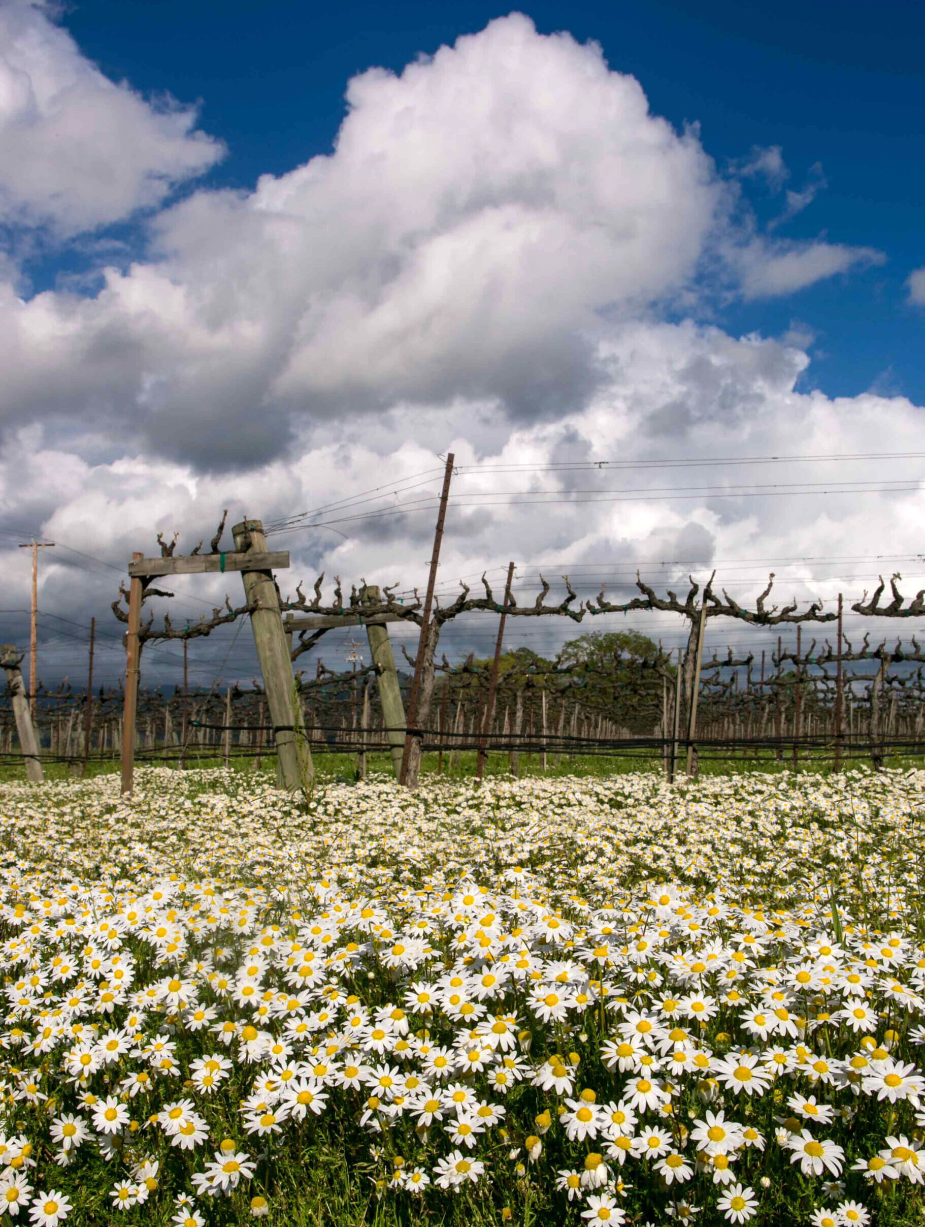 covercrops in vineyard