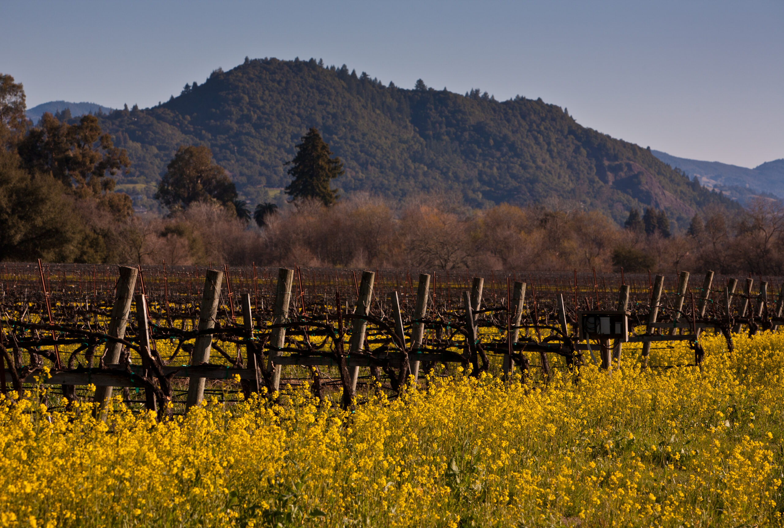 winter in wine country vineyard