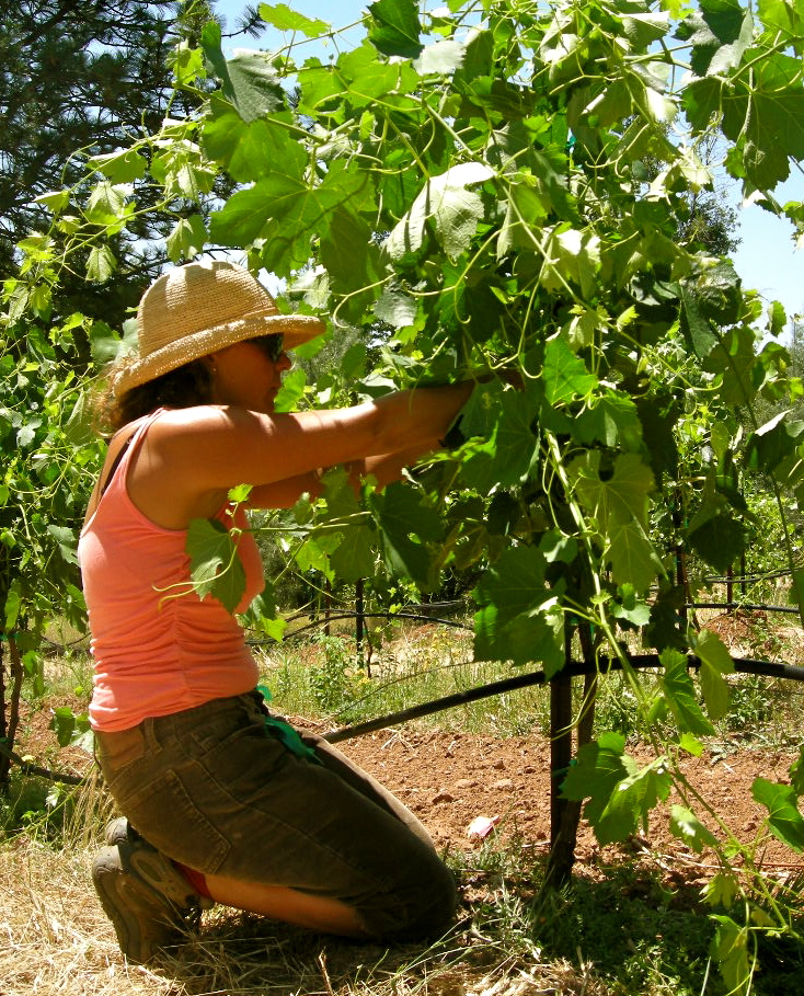 amador county vineyard