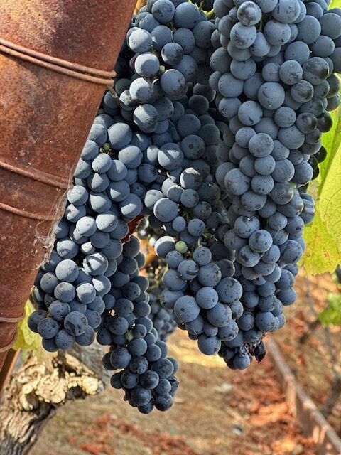 Captain Vineyards