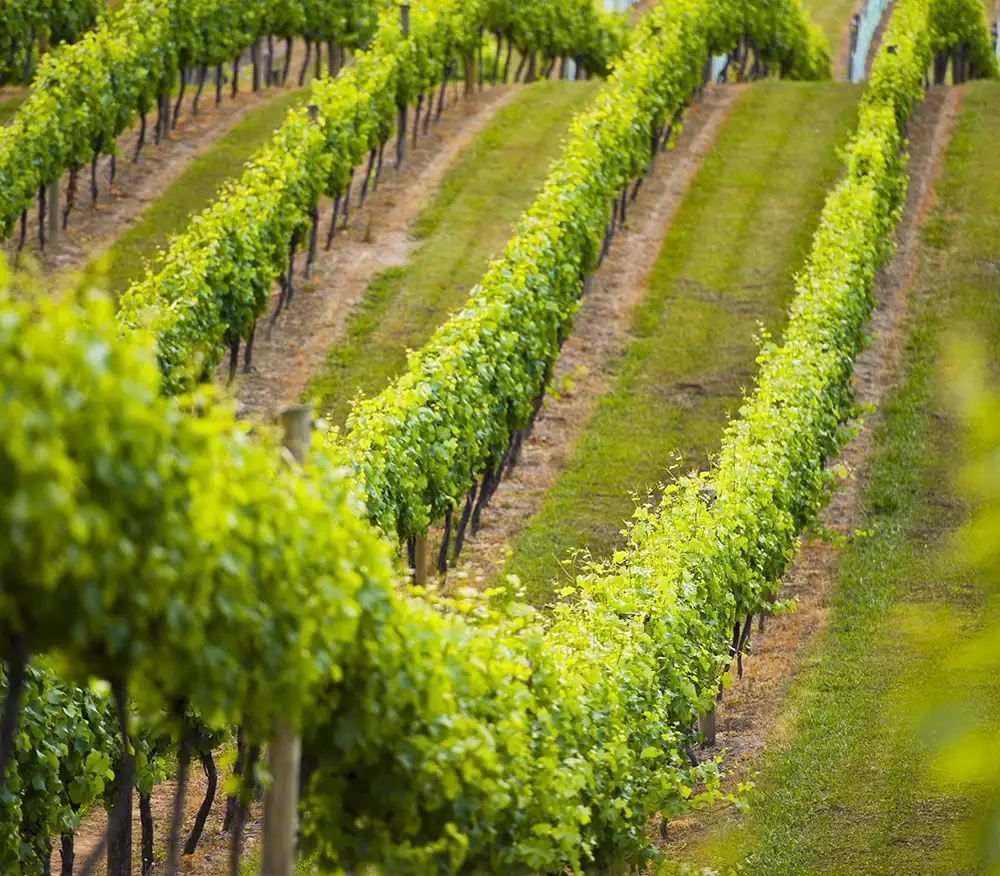 Treasury Wine Estates Working Together for Healthier Soils