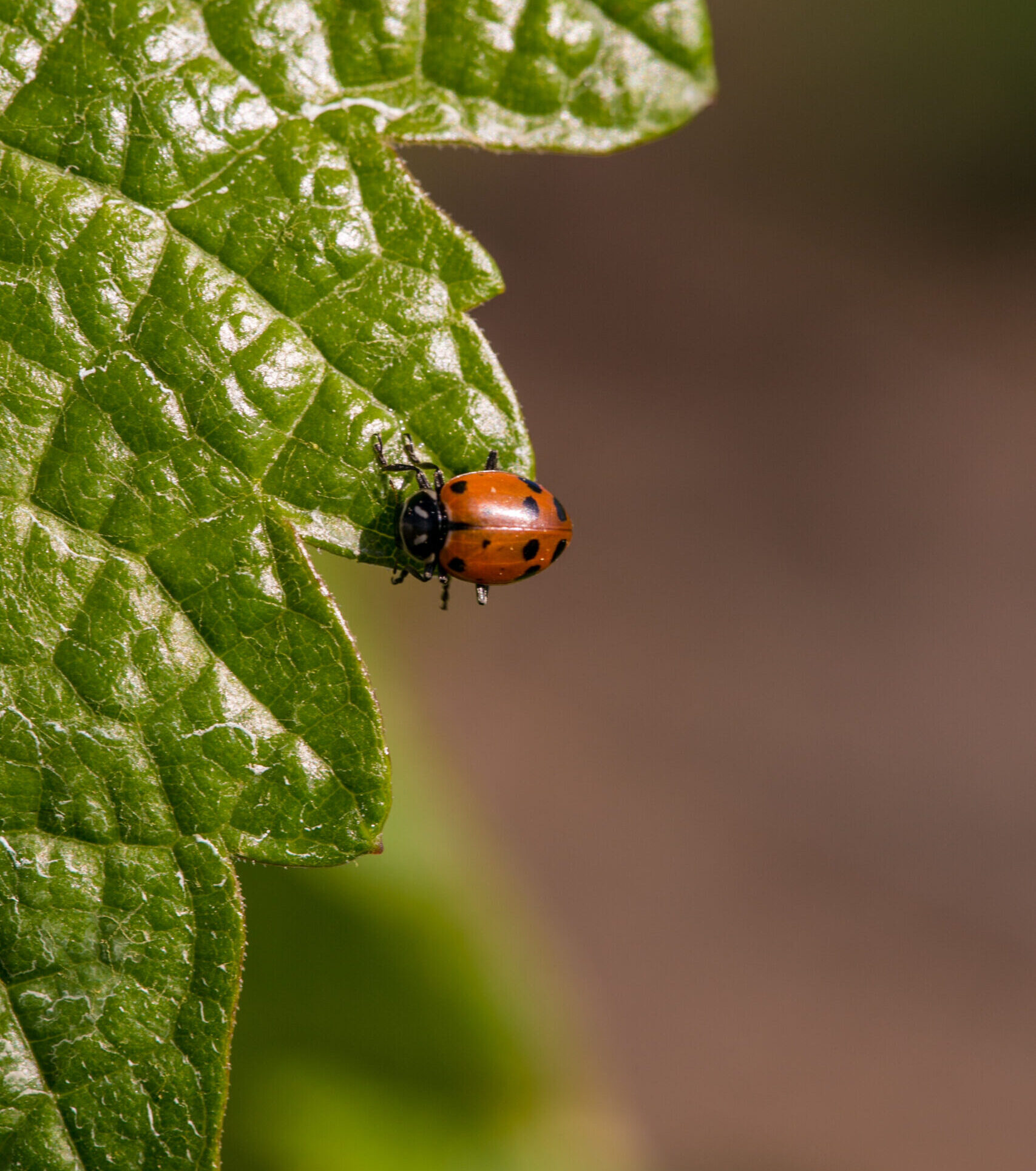 lady bug on vineyard leaf