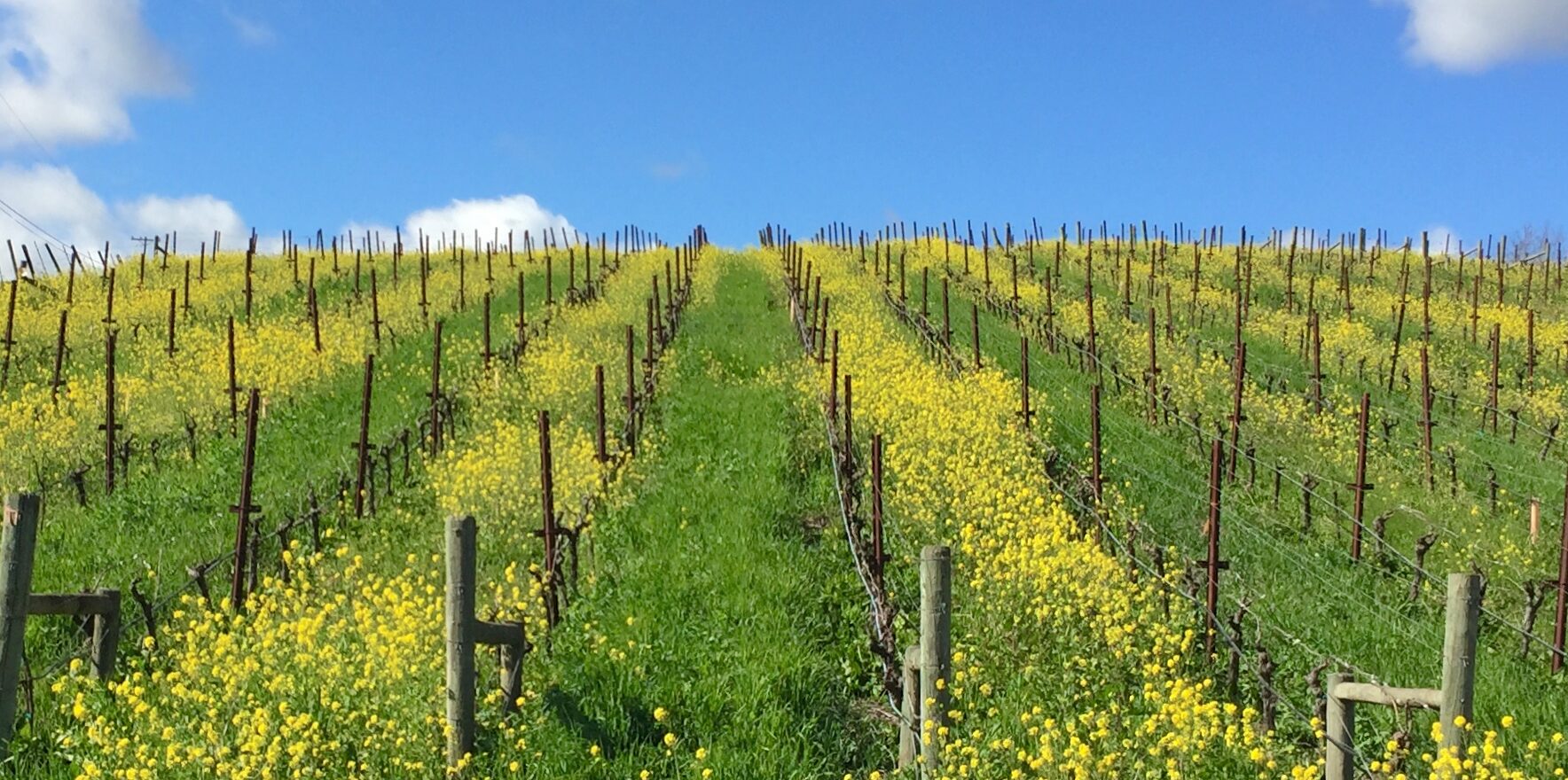los carneros vineyard