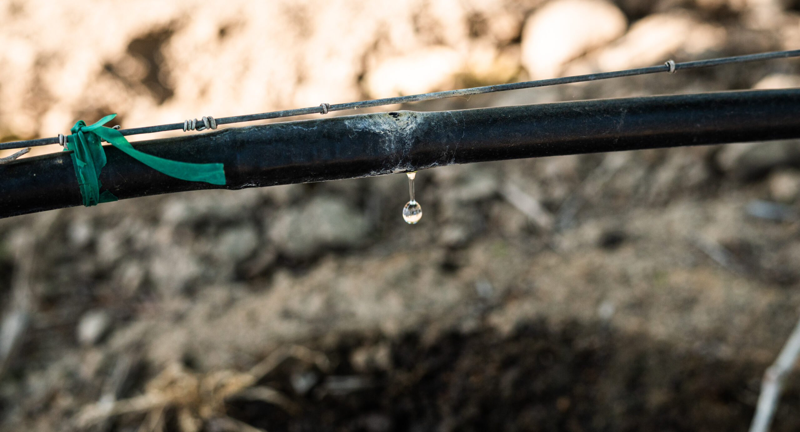 drip irrigation