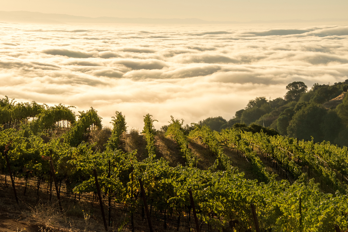 santa cruz mountains vineyards