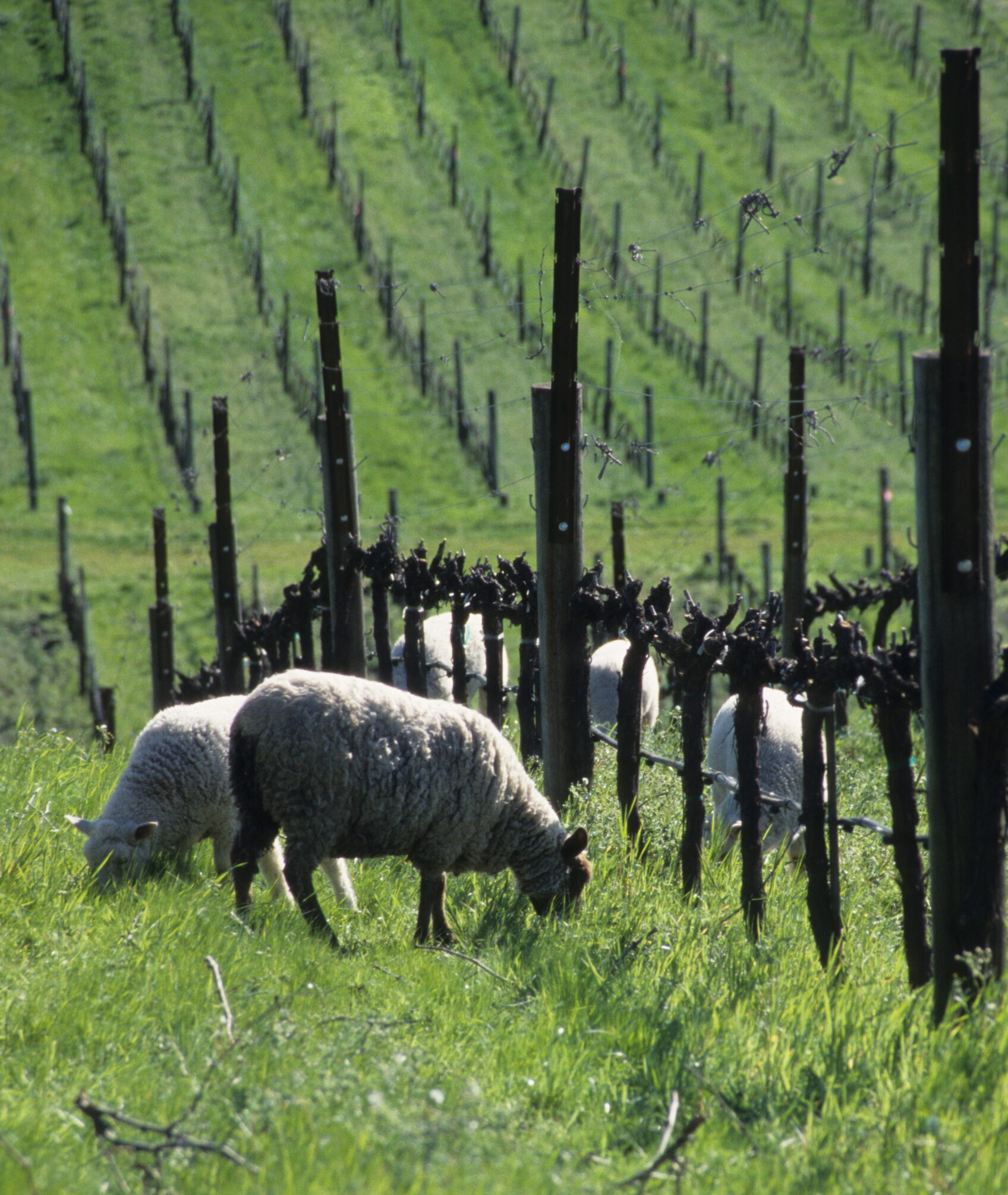sheep in carneros