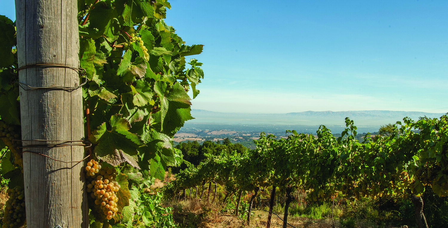 santa cruz mountains vineyard