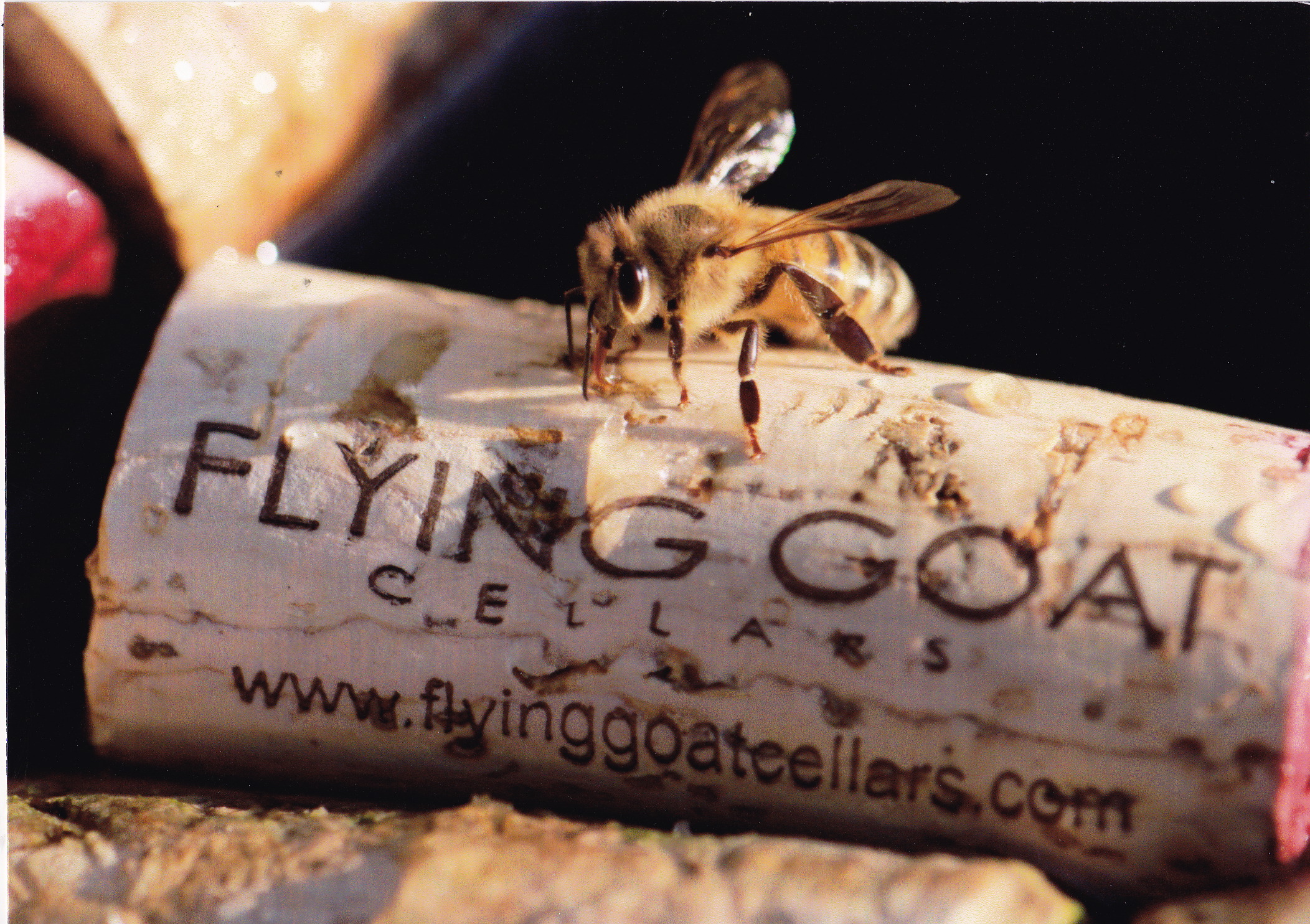 Down to Earth Month at Flying Goat Cellars