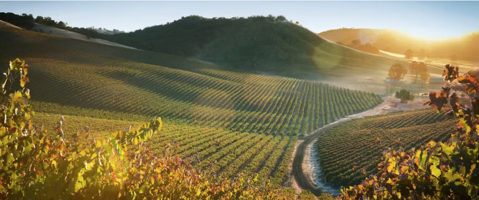 Luxury Vineyard Tour & Premium Tasting at Justin