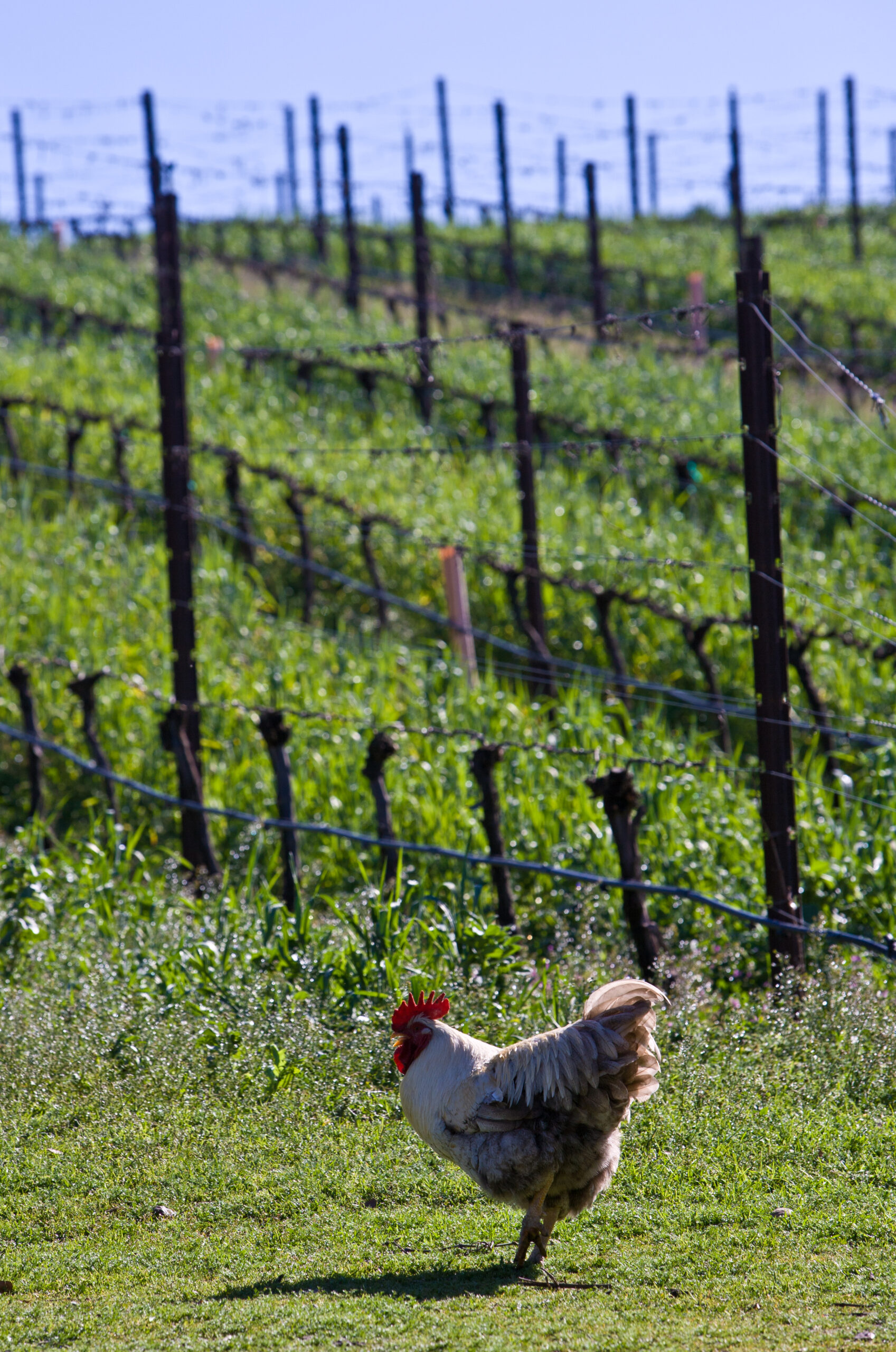 santa barbara chicken in vineyard