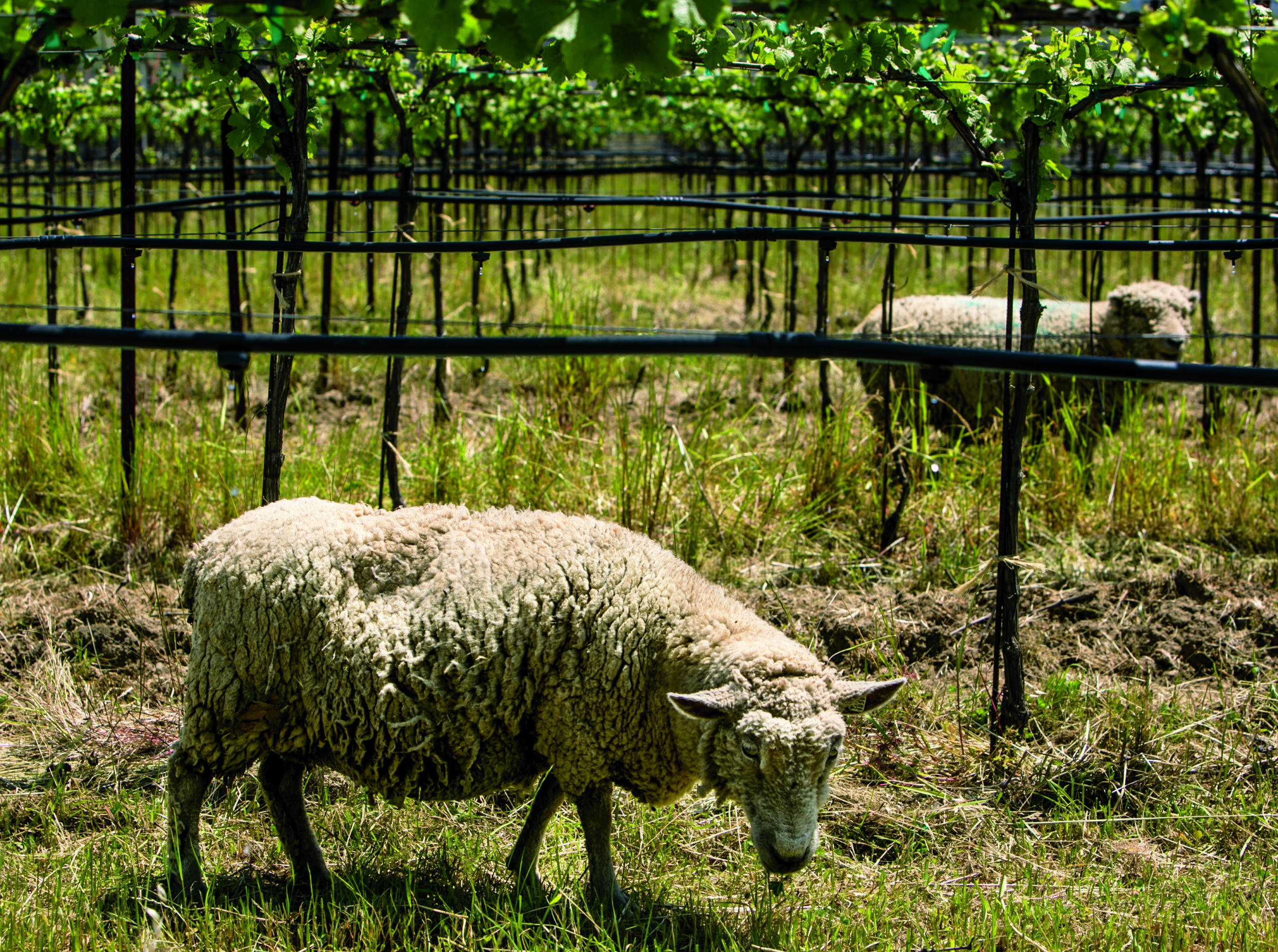 sheep in mendocino vineyard