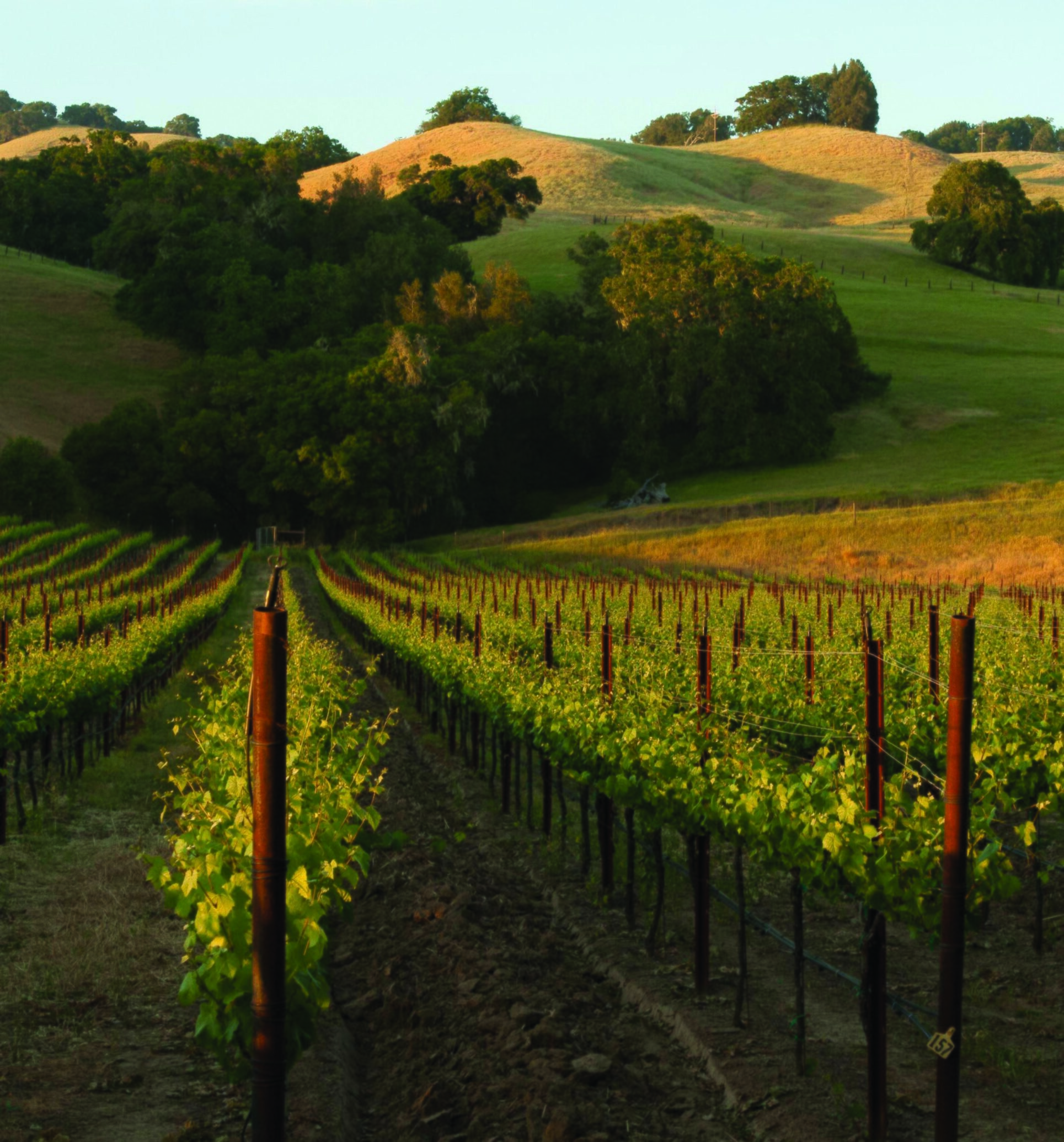 mendocino county vineyard