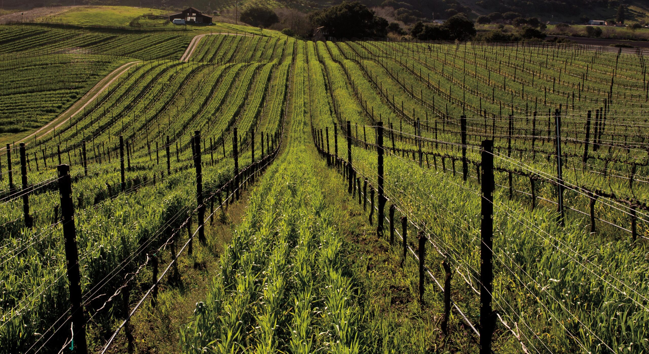 san benito county vineyard