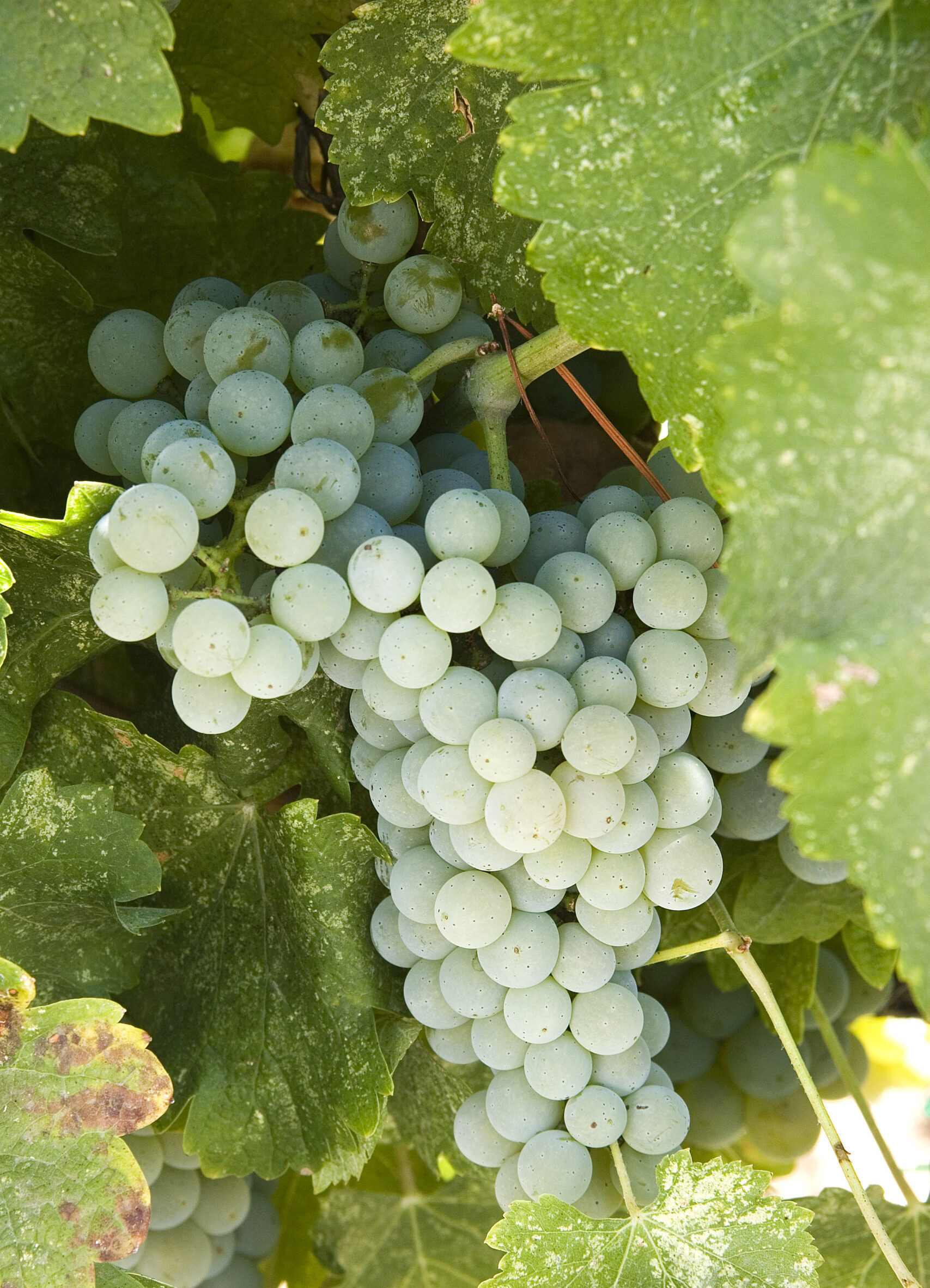 san benito county winegrapes