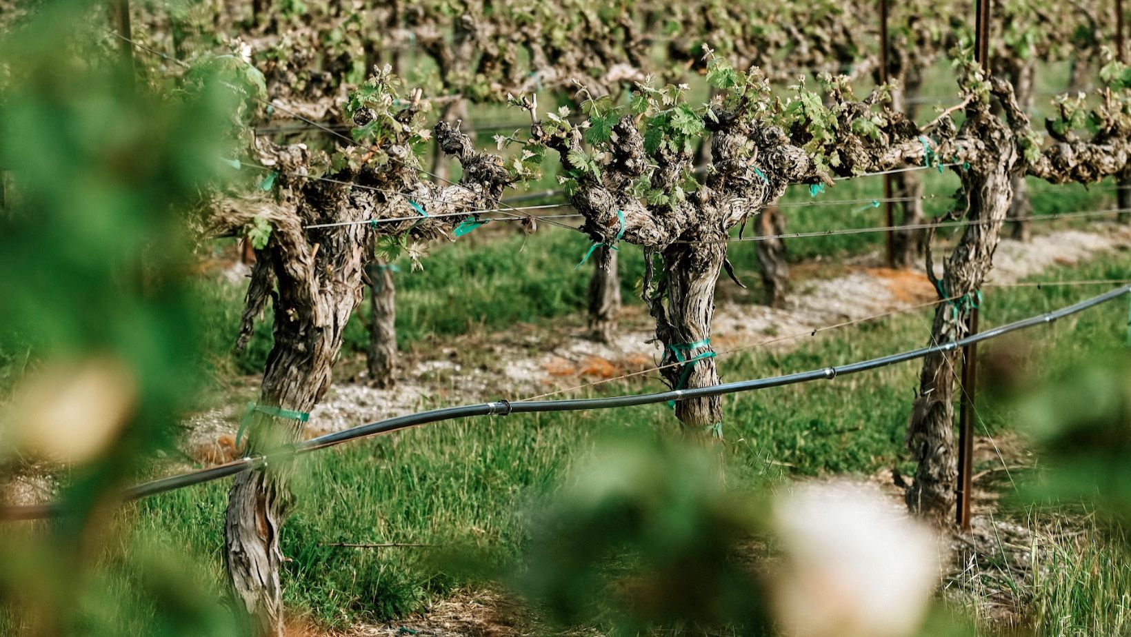 Roots & Renewal | Down to Earth Month Vineyard Tour