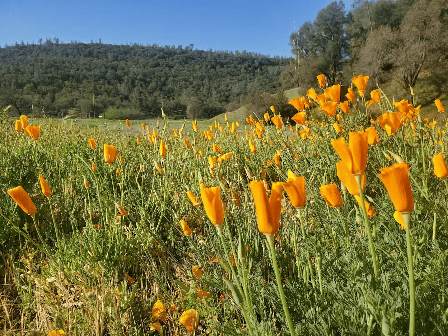 Earth Month Guided Hike