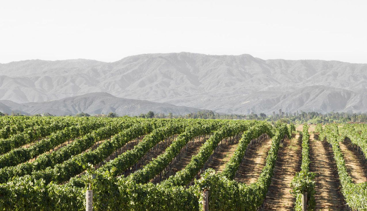 Vineyard Estate Tour