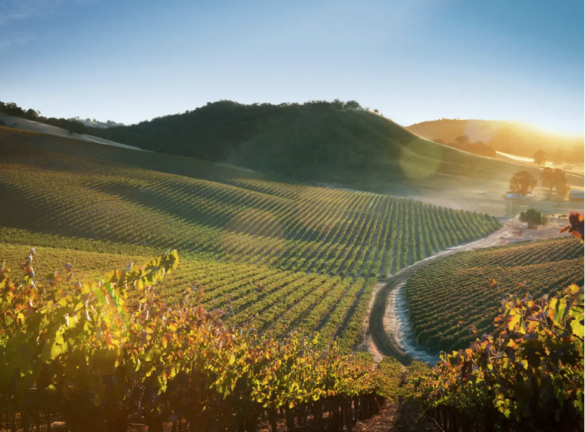 JUSTIN Winery Vineyard Tour & Tasting