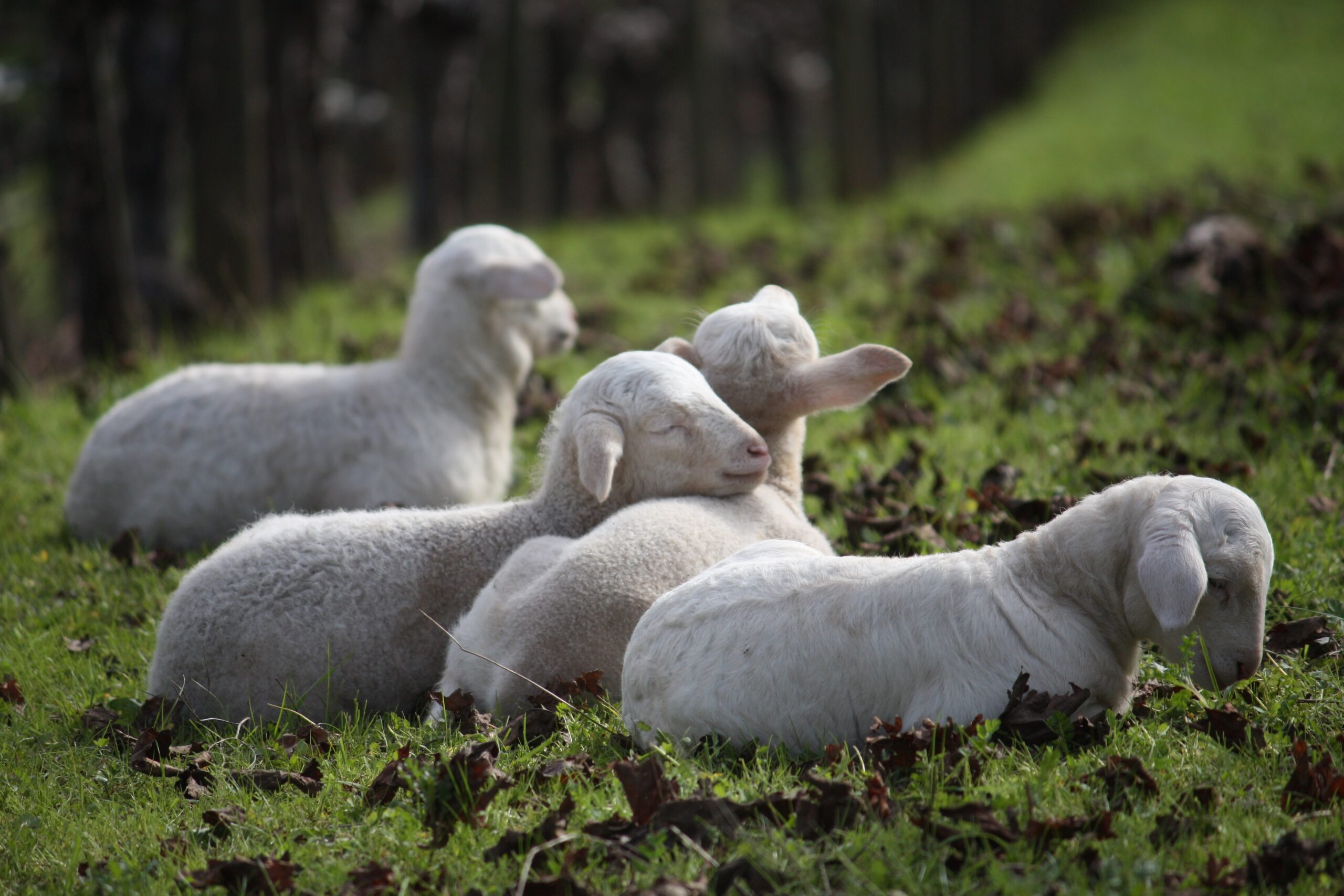 Benziger Biodynamic Tram Tour