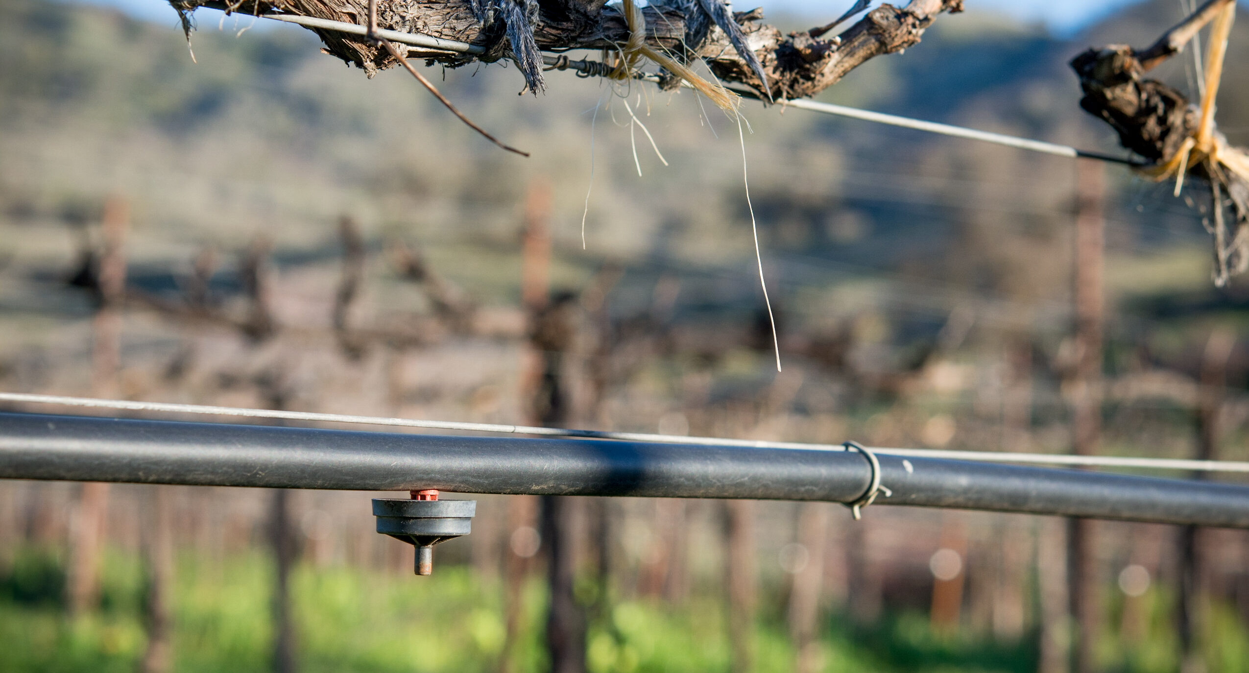 drip irrigation in california vineyard