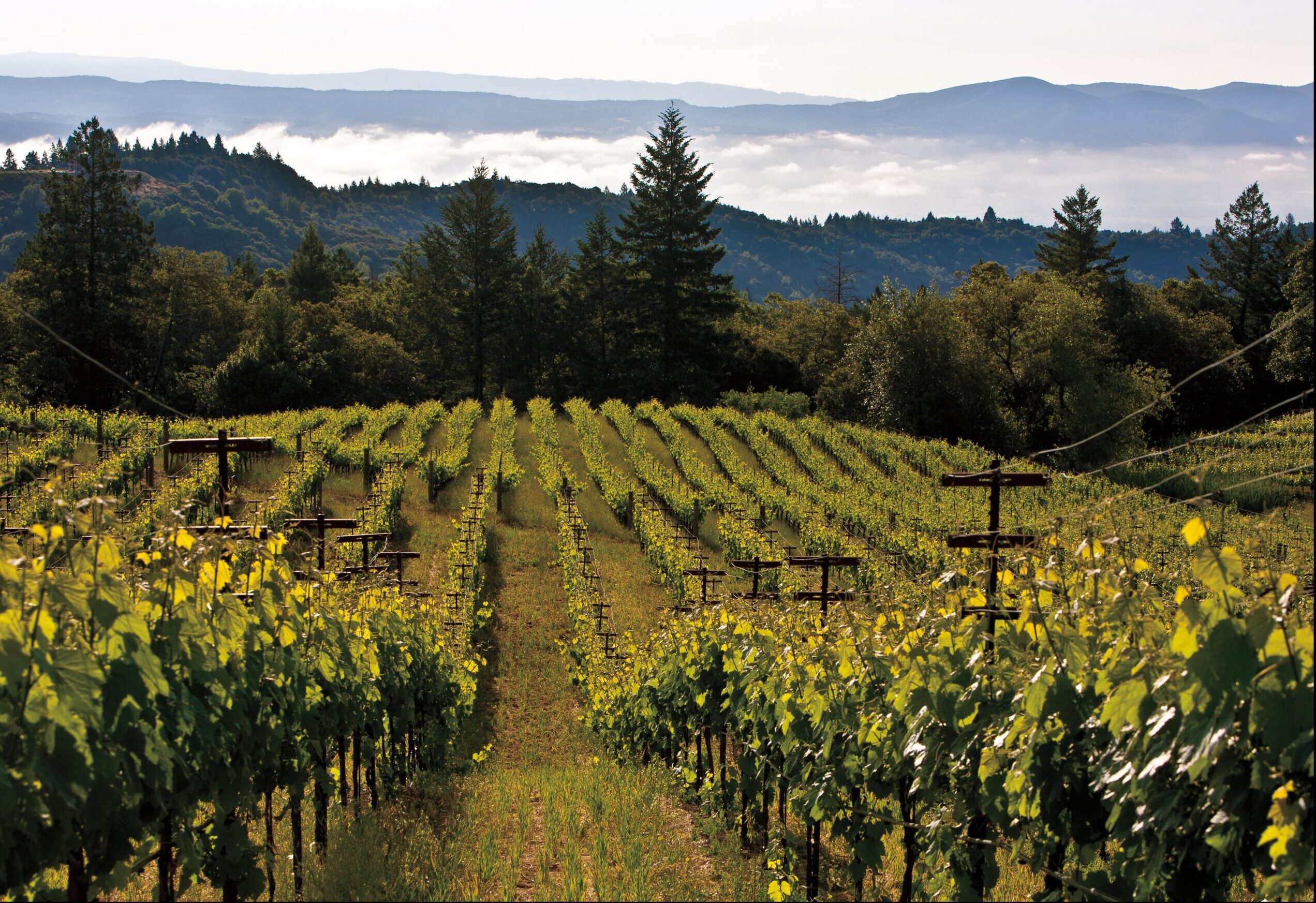 sustainable winegrowing vineyard