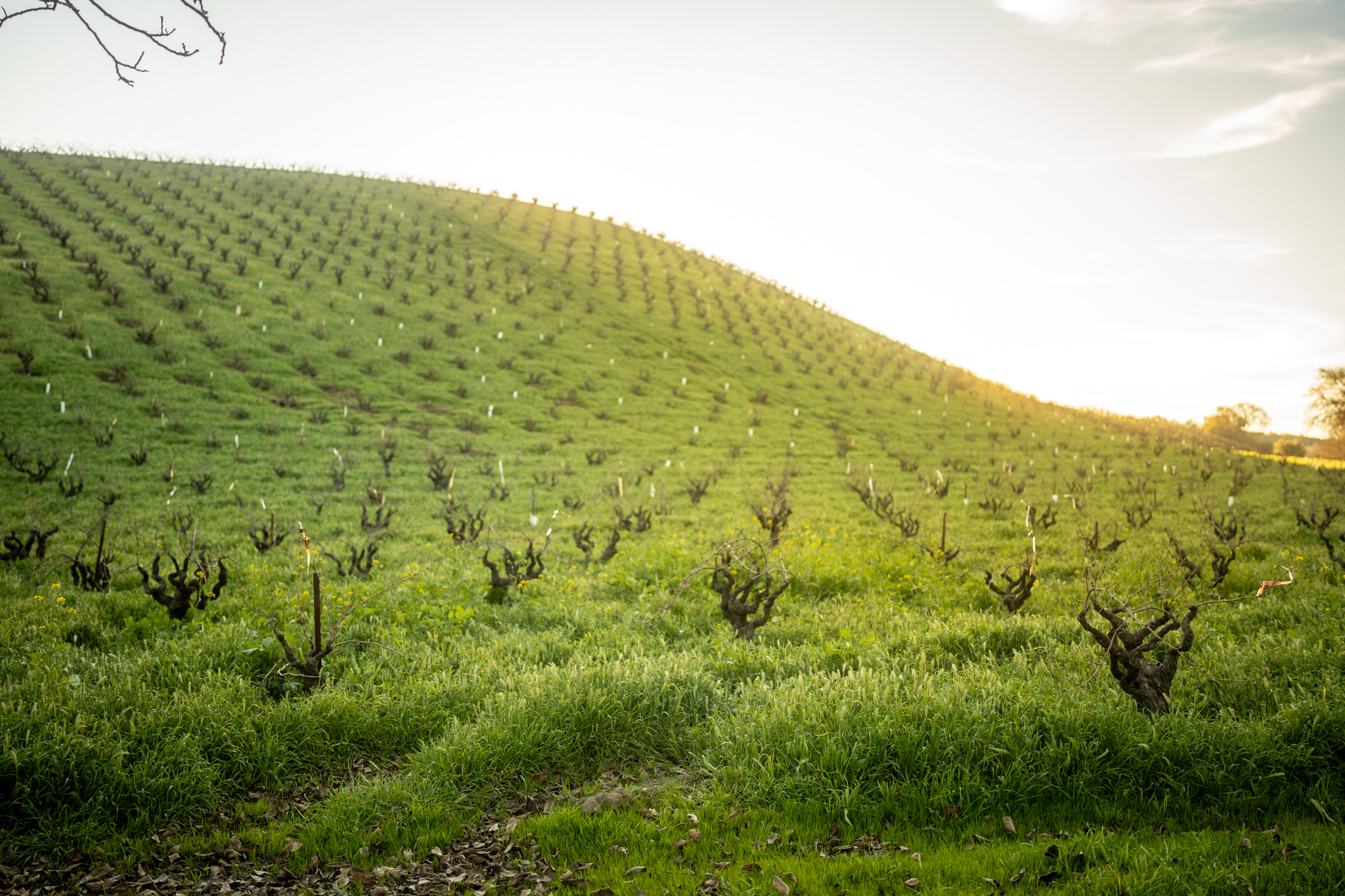 Savor Local — Care for the Wild