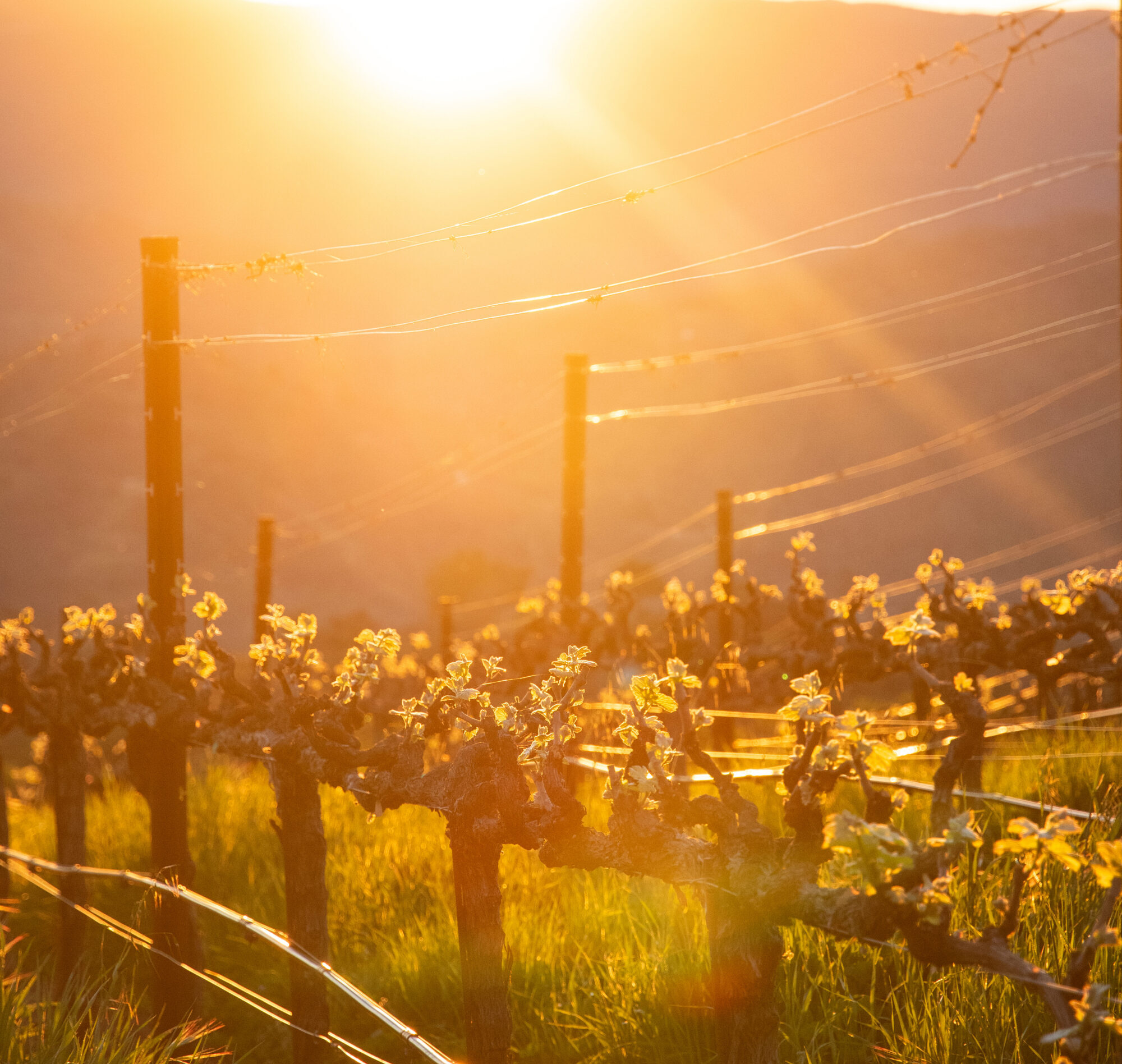 sunshine in california vineyard