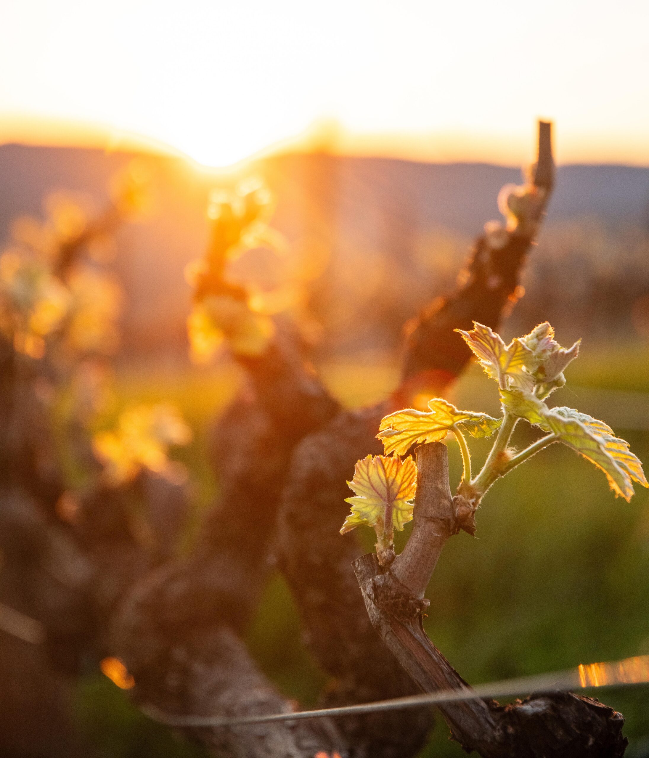 sunrise in california vineyard