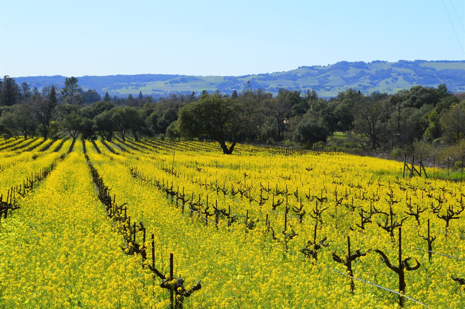 Sonoma Valley Western Reserve