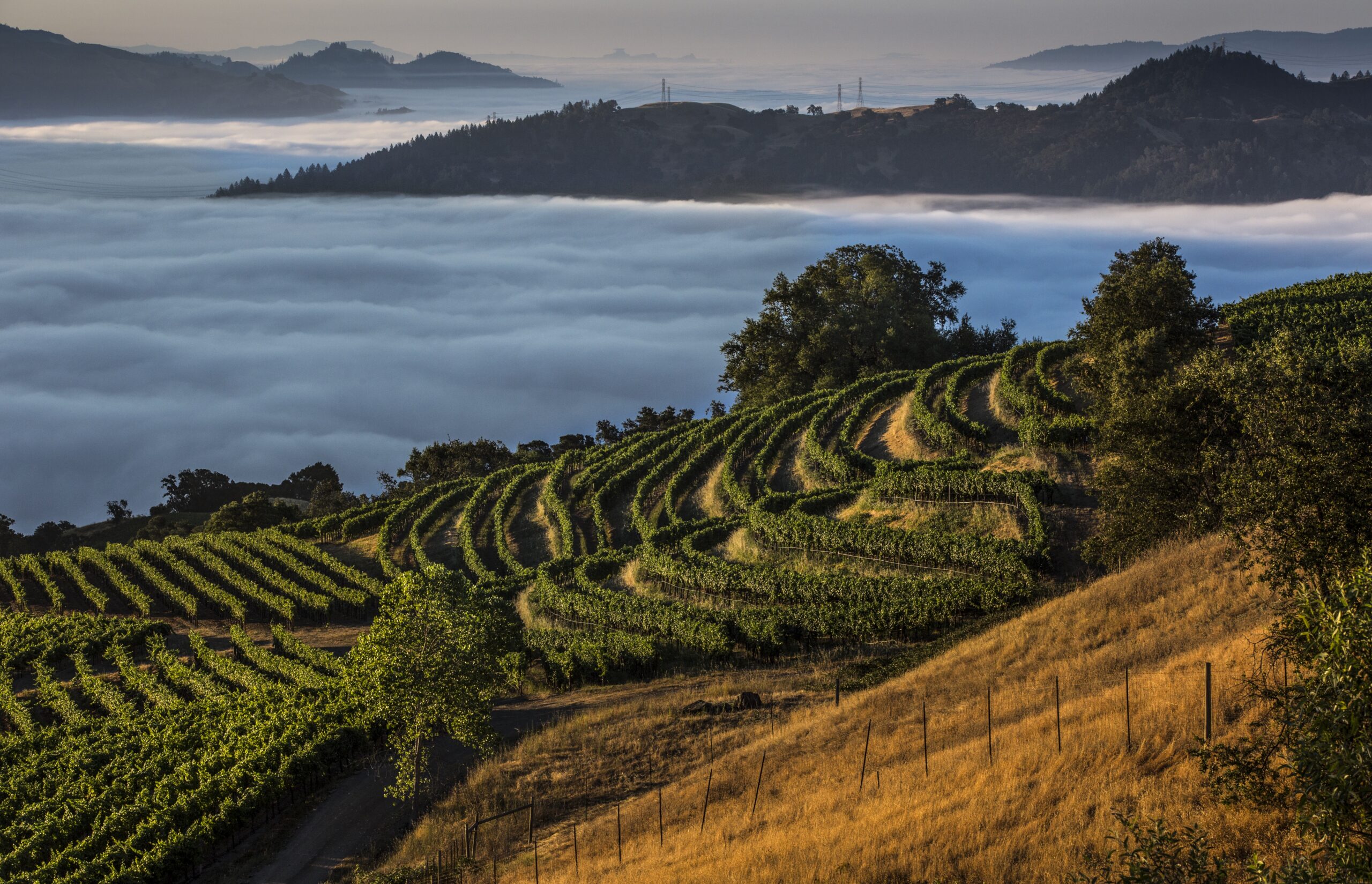 california vineyard above fog line