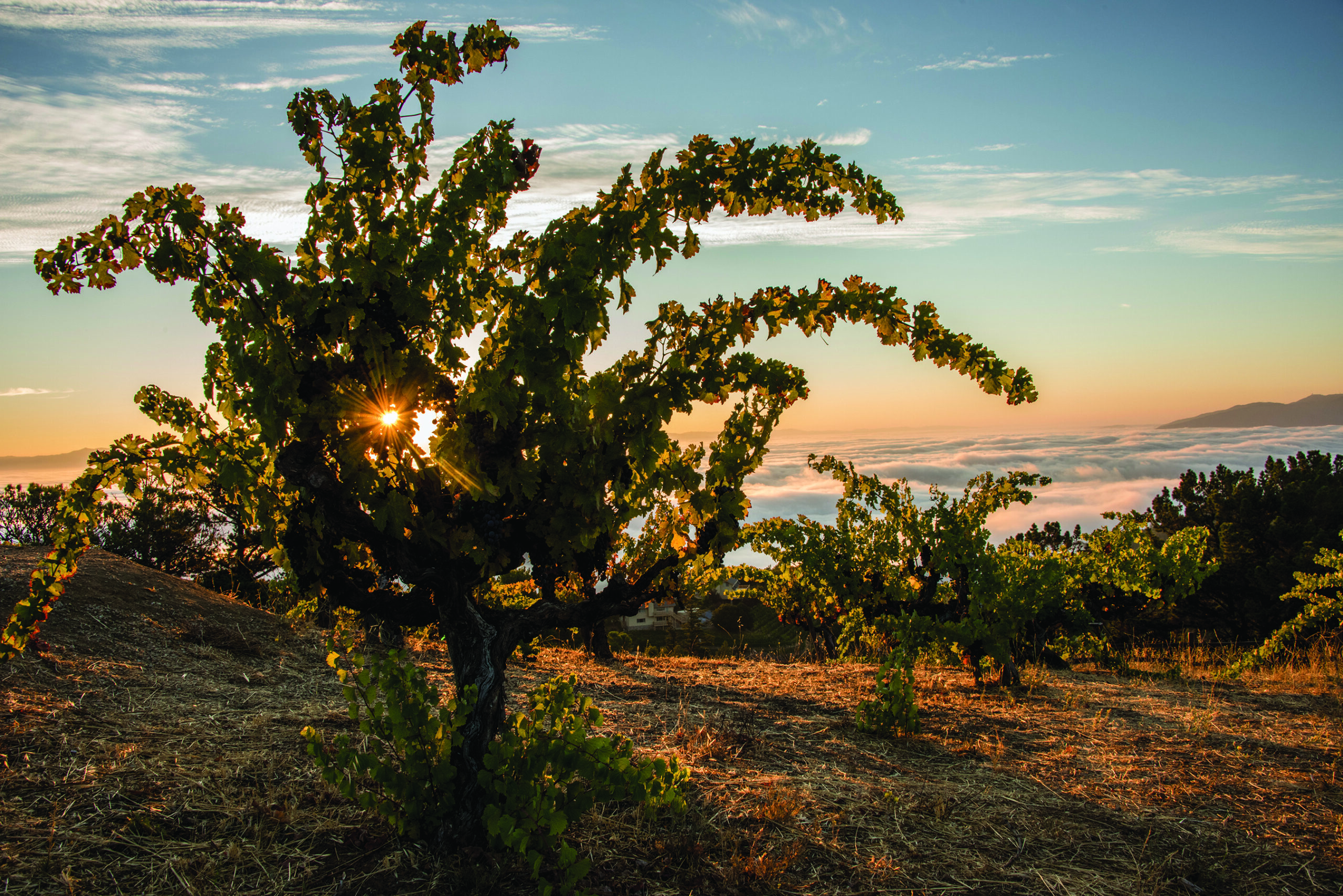 cool climate california vineyard